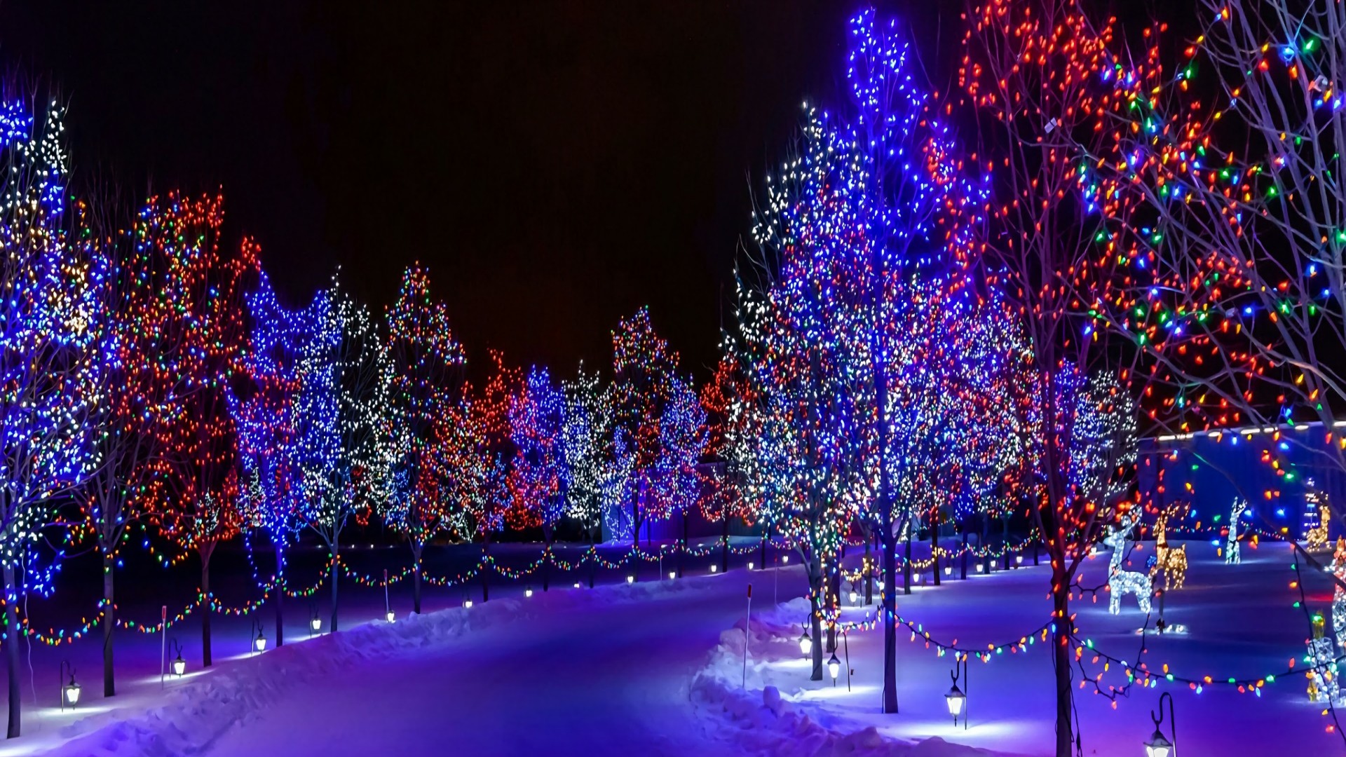 Alberi con luci di Natale colorate, 1920x1080 Full HD 1080p, PC Desktop