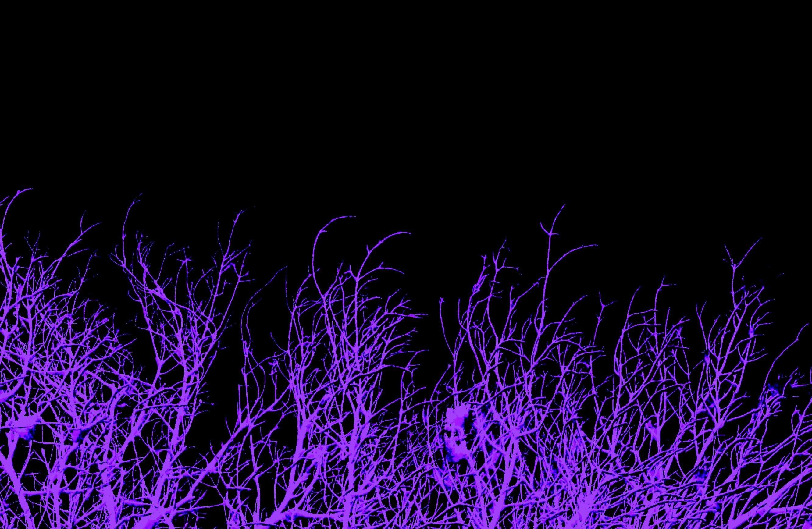 Rami spogli viola fluorescenti, 2664x1736 WQXGA, PC