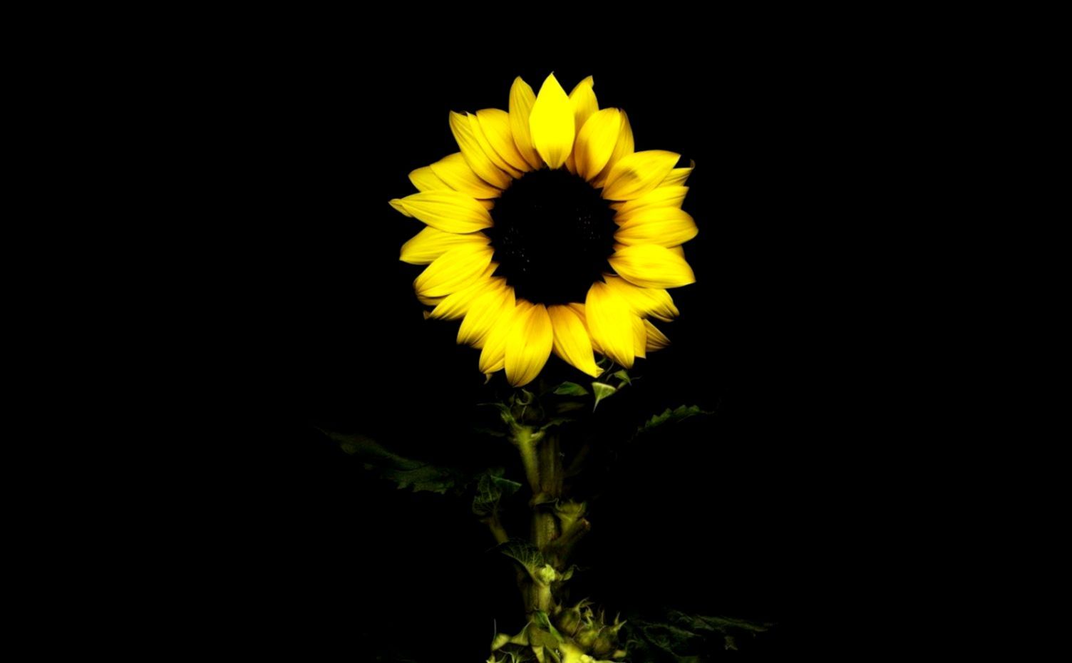 Girasole giallo su sfondo nero, 1504x930 HD, Desktop