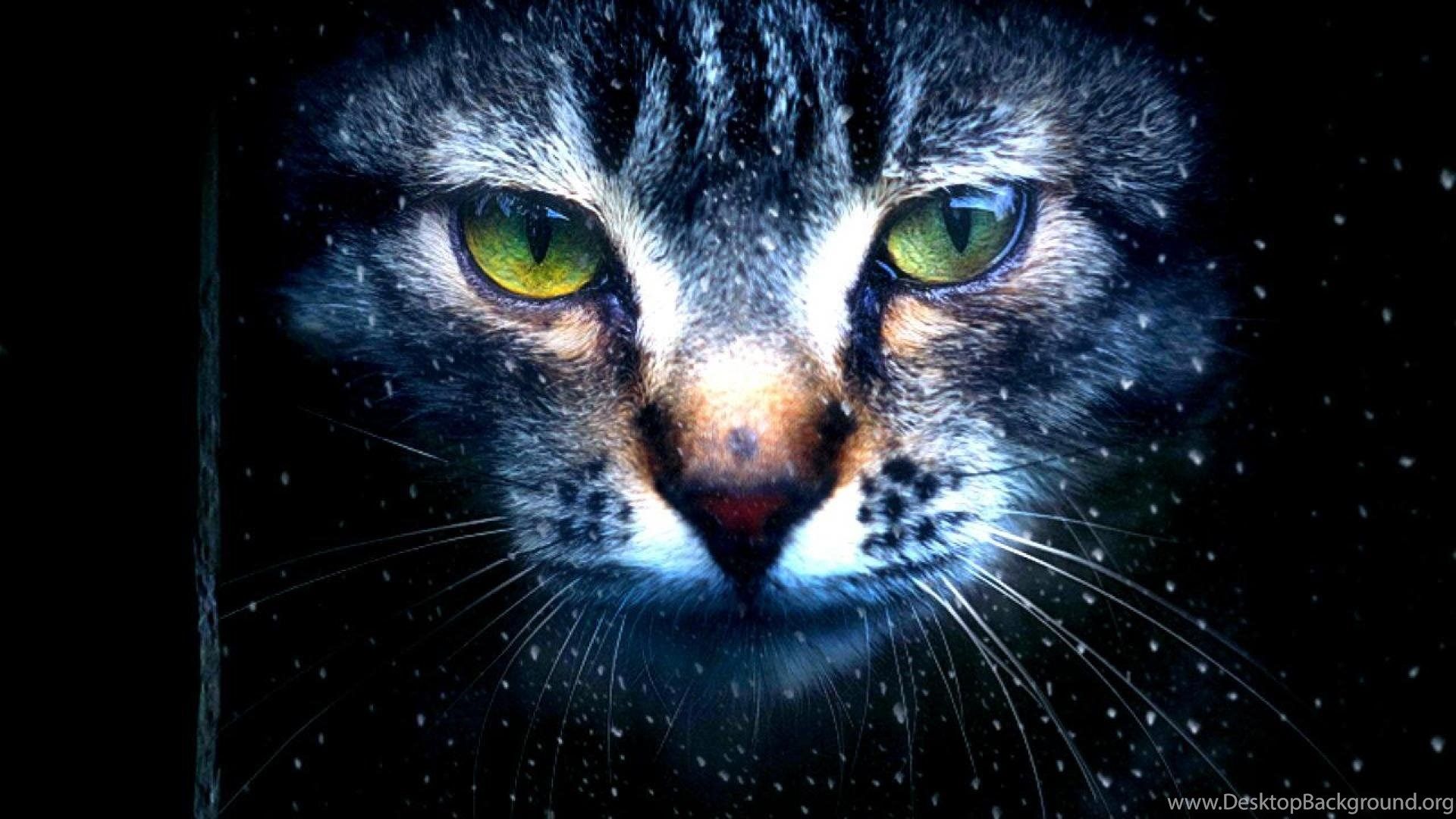 Gatto occhi verdi luminosi, 1920x1080 Full HD 1080p, PC Desktop