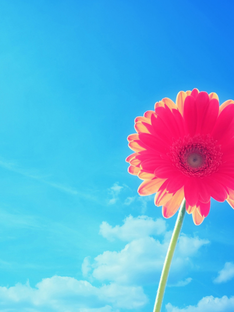 Gerbera rosa cielo azzurro, 768x1024 Full HD Verticale, Smartphone