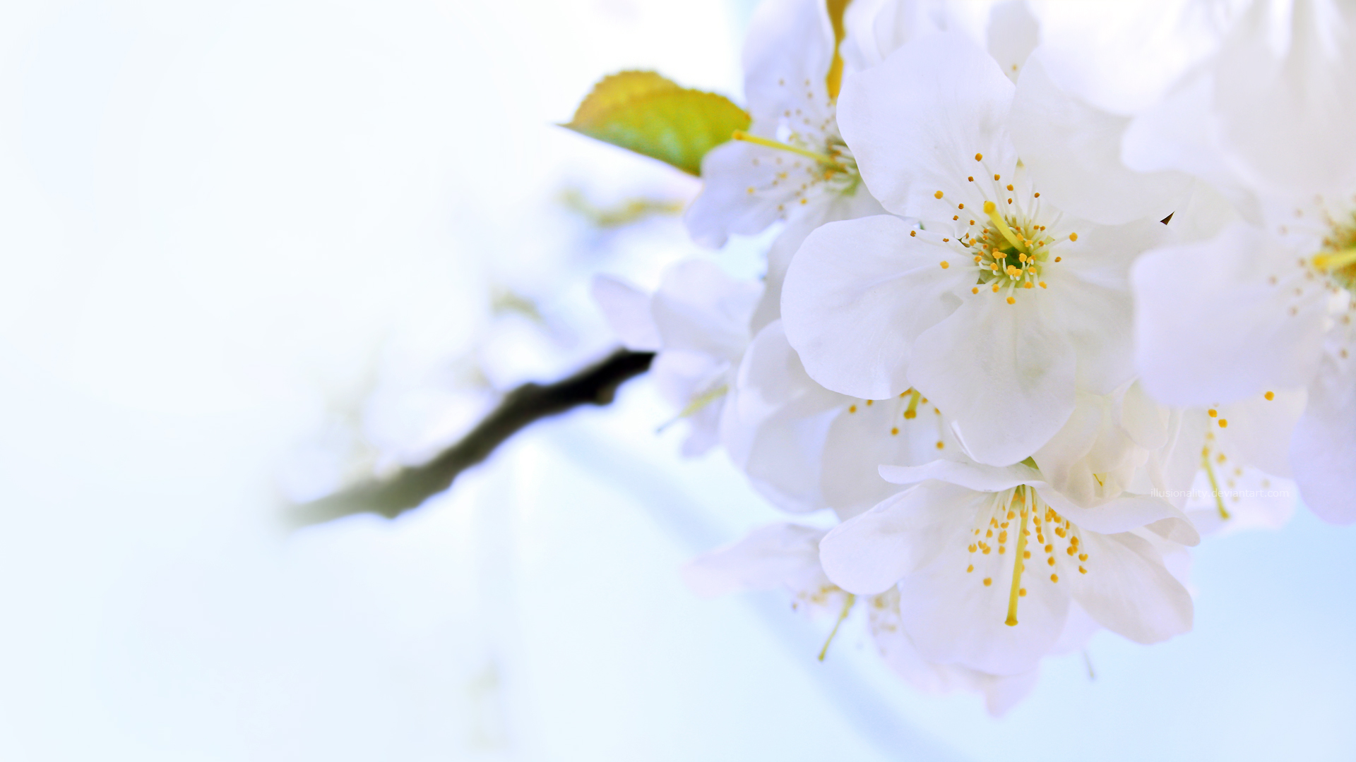 Fiori di ciliegio bianchi, 1920x1080 Full HD, Desktop