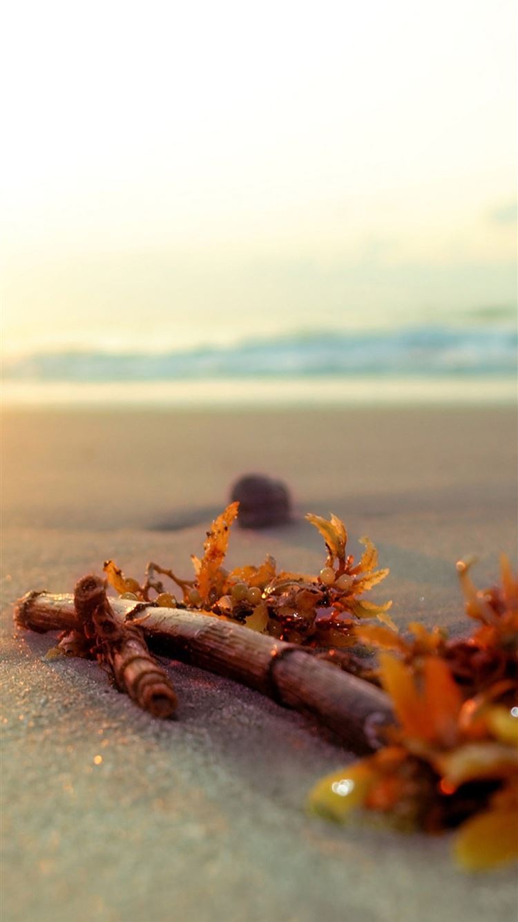 Alghe secche su spiaggia, 750x1334 Full HD Verticale, iPhone