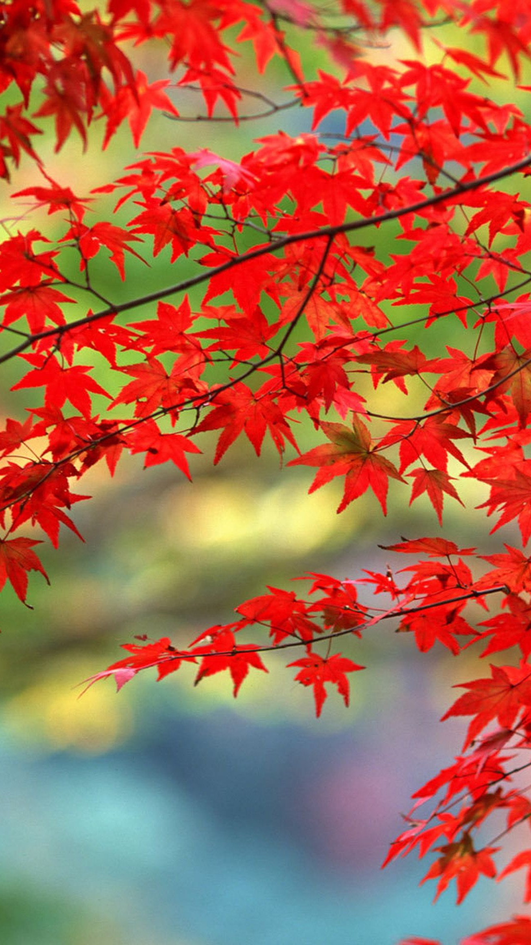 foglie acero rosse autunno, 1080x1920 Full HD Verticale, Smartphone
