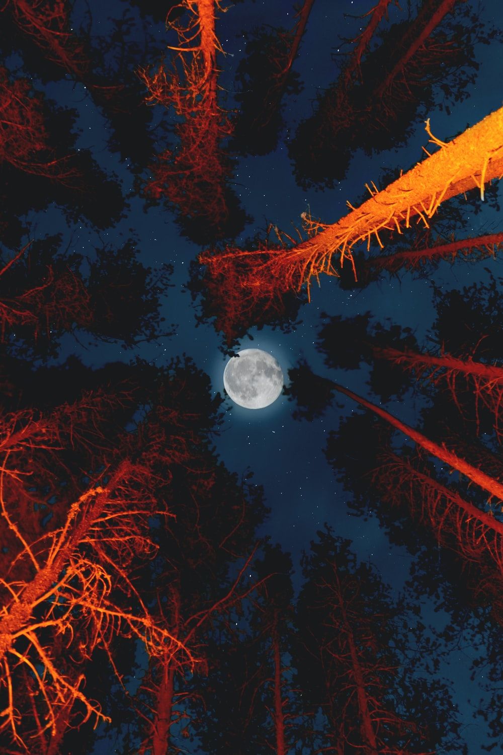 Luna piena tra alberi arancioni, 1000x1500 Full HD Verticale, iPhone Pro Max