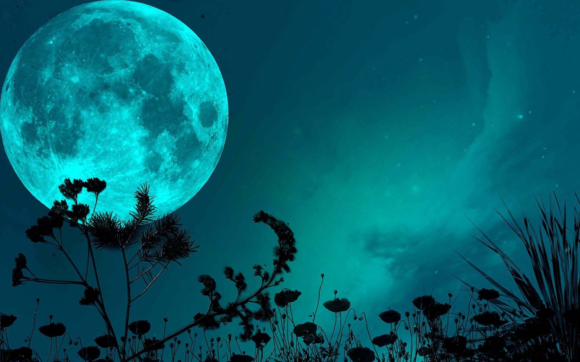 Luna blu con silhouette fiori, 1920x1200 WUXGA, PC Desktop