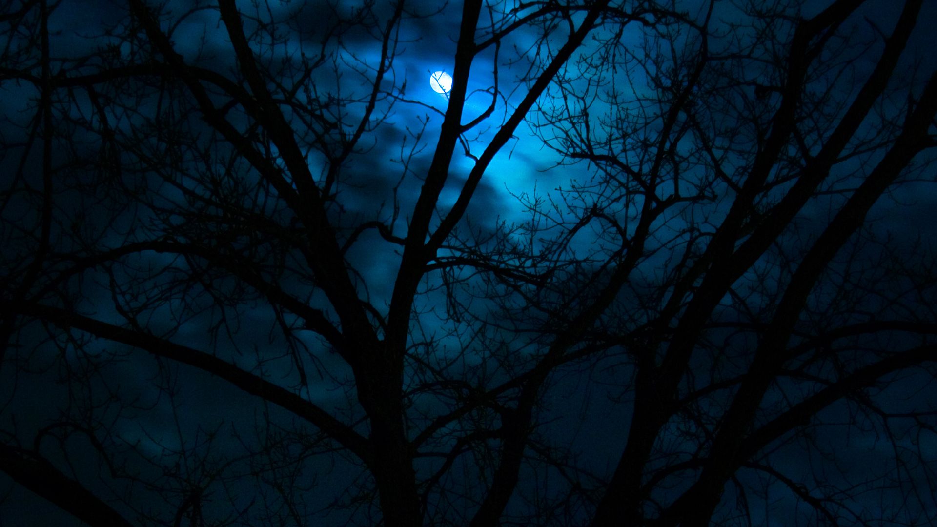Luna blu tra rami scuri, 1920x1080 1080p, Desktop