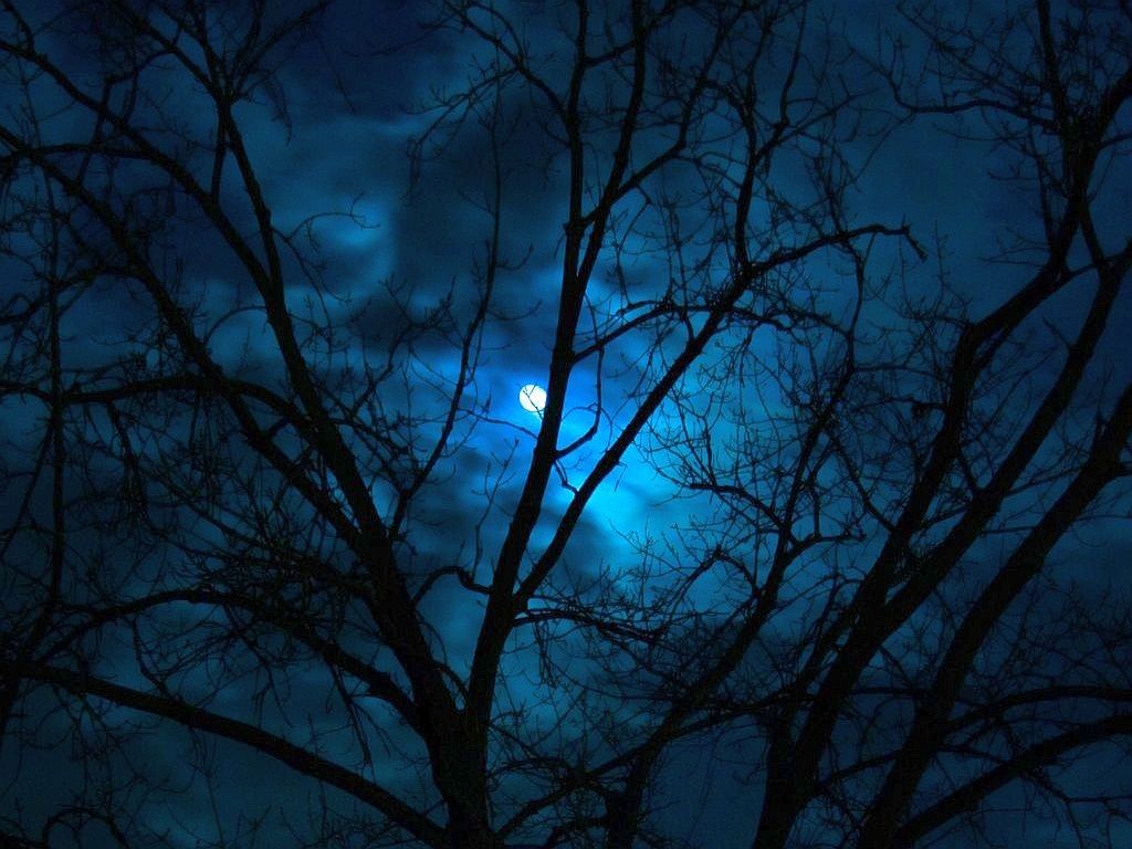 Luna blu tra rami spogli, 1024x768 HD, PC