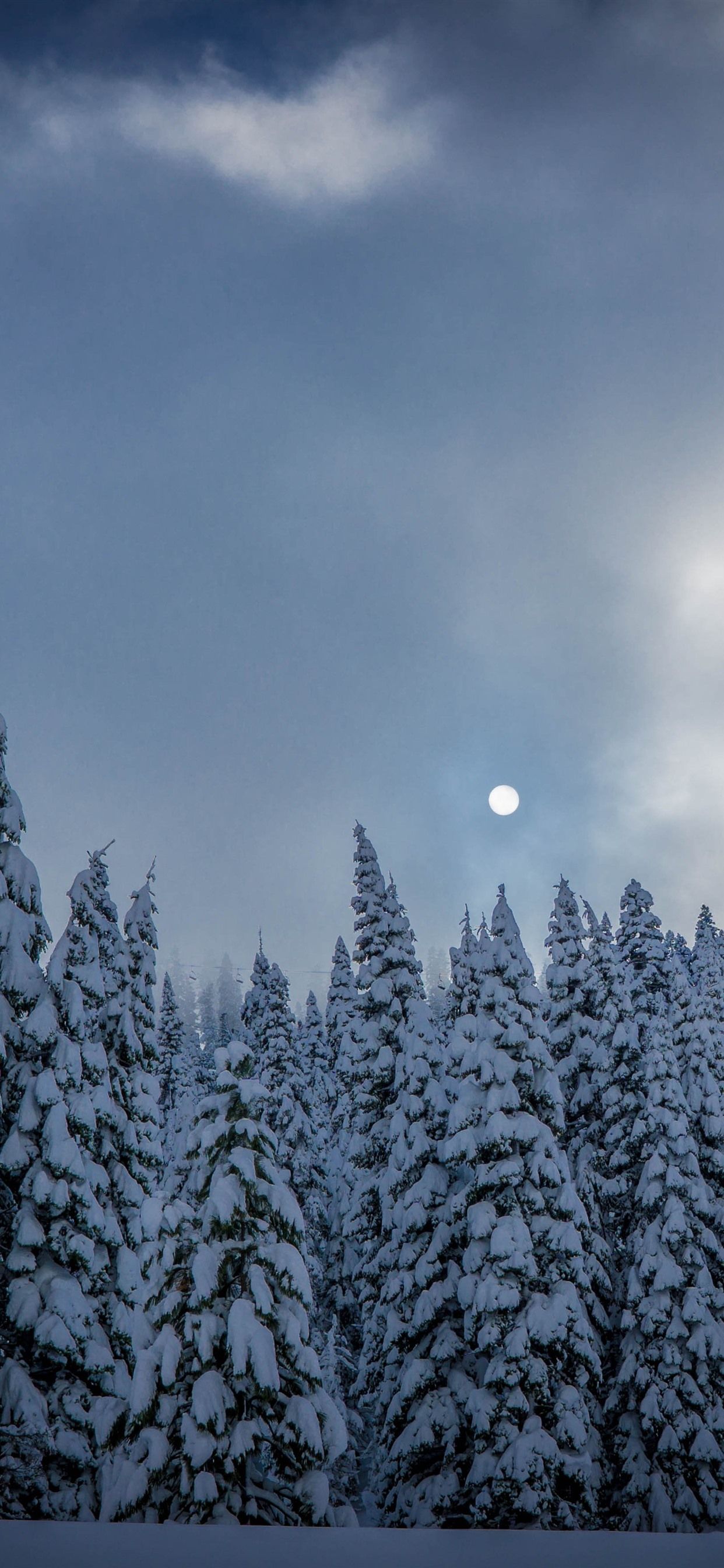 Foresta di abeti innevata, luna, 1242x2688 Full HD Verticale, Smartphone
