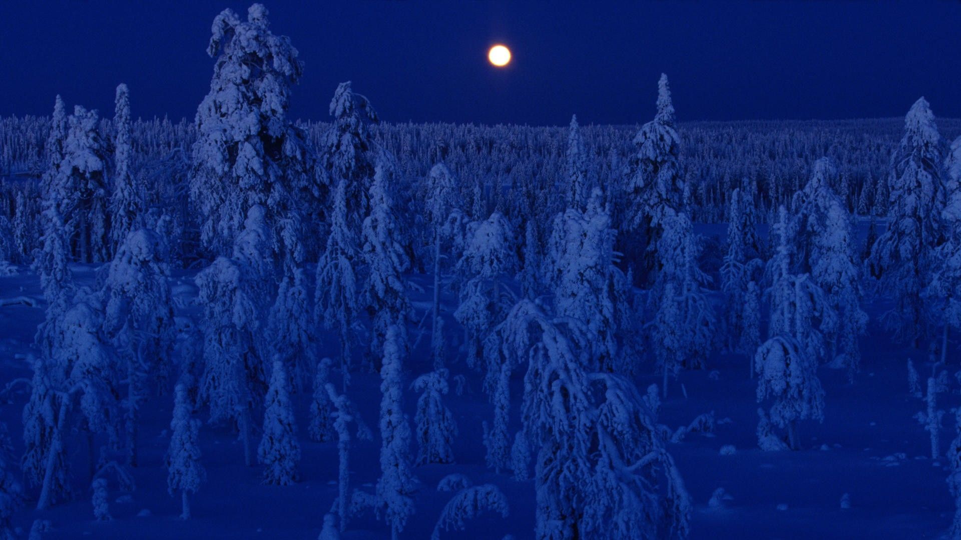 Luna piena foresta innevata notte, 1920x1080 1080p, Laptop