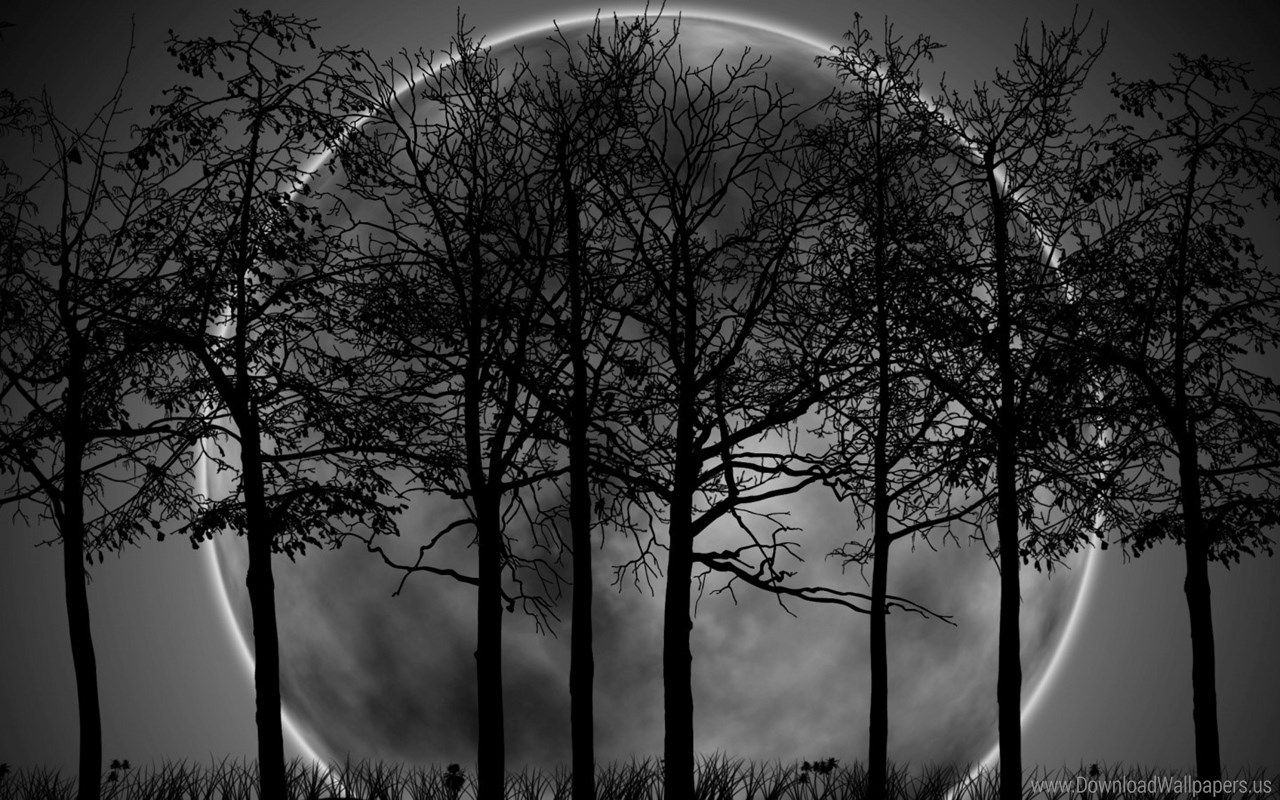 Luna nera con alberi silhouette, 1280x800 720p, PC