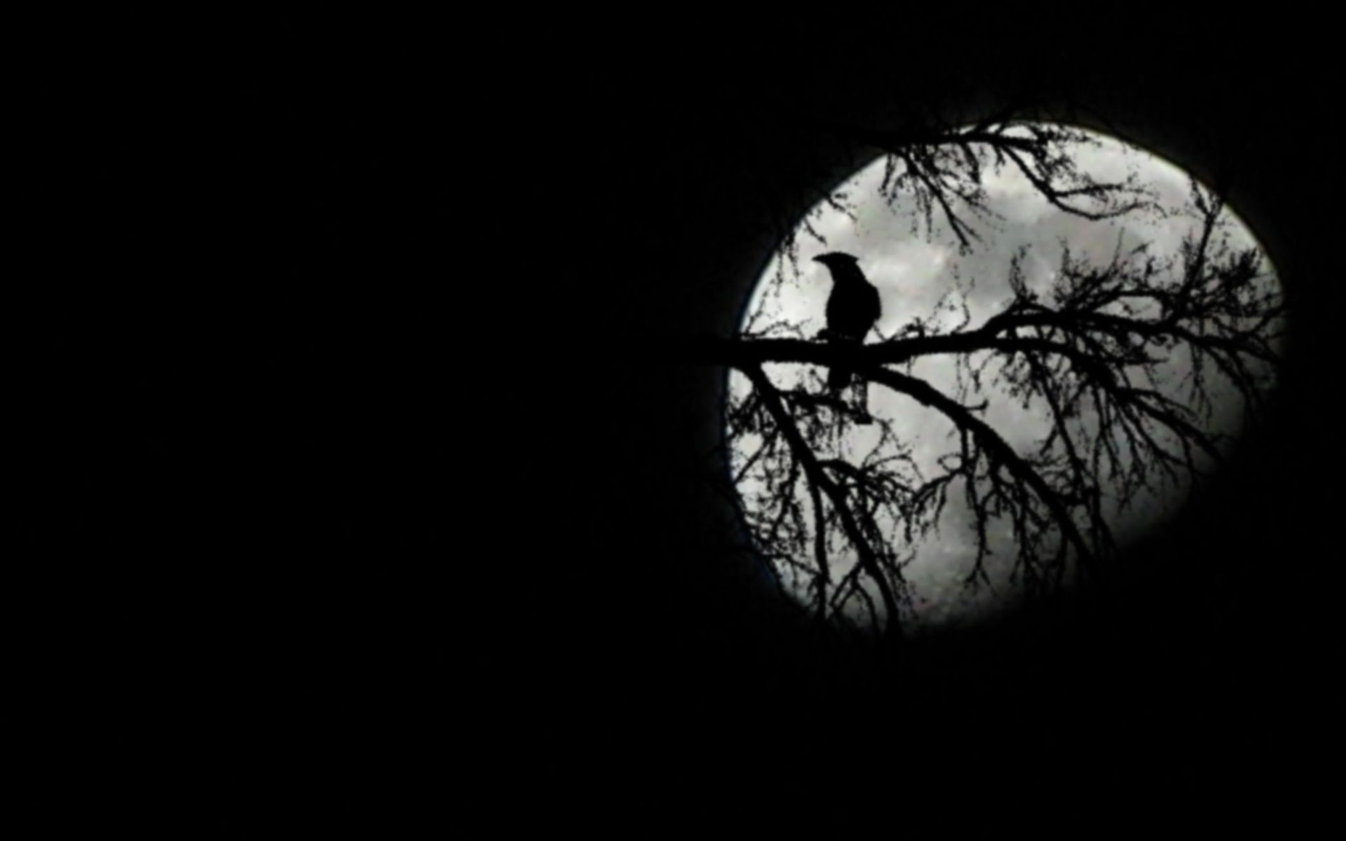 Corvo silhouette su ramo con luna, 1920x1200 Full HD+, Desktop