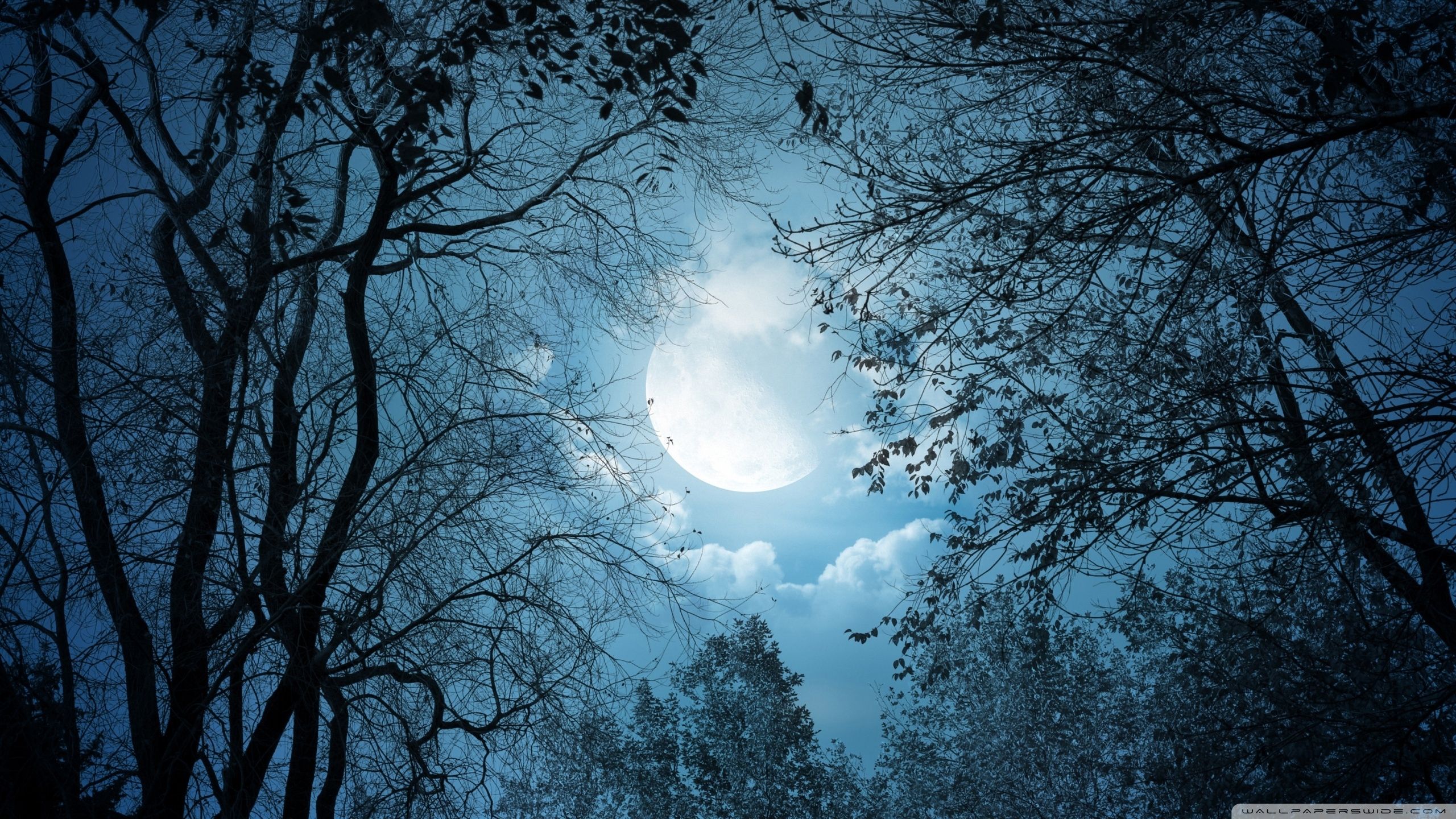 Luna piena tra alberi notturni, 2560x1440 QHD, Monitor Gaming