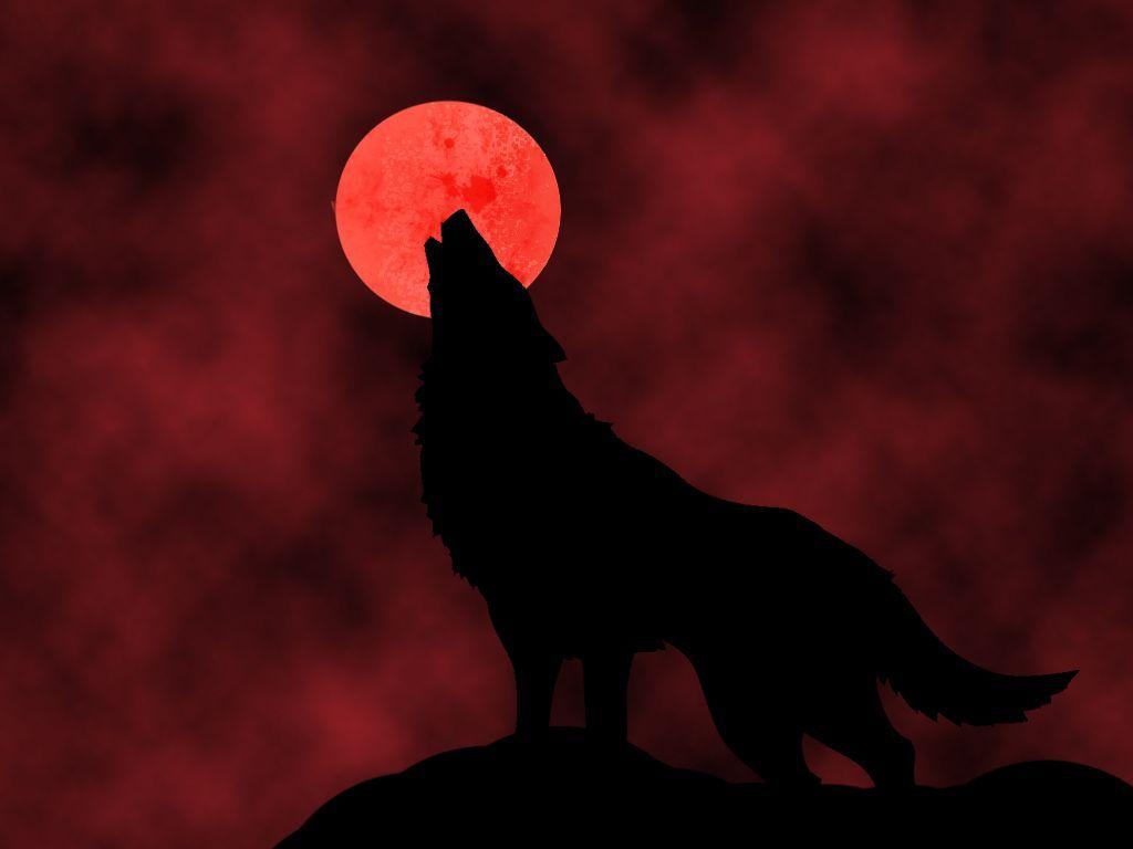Lupo che ulula luna rossa, 1024x768 HD, PC Desktop