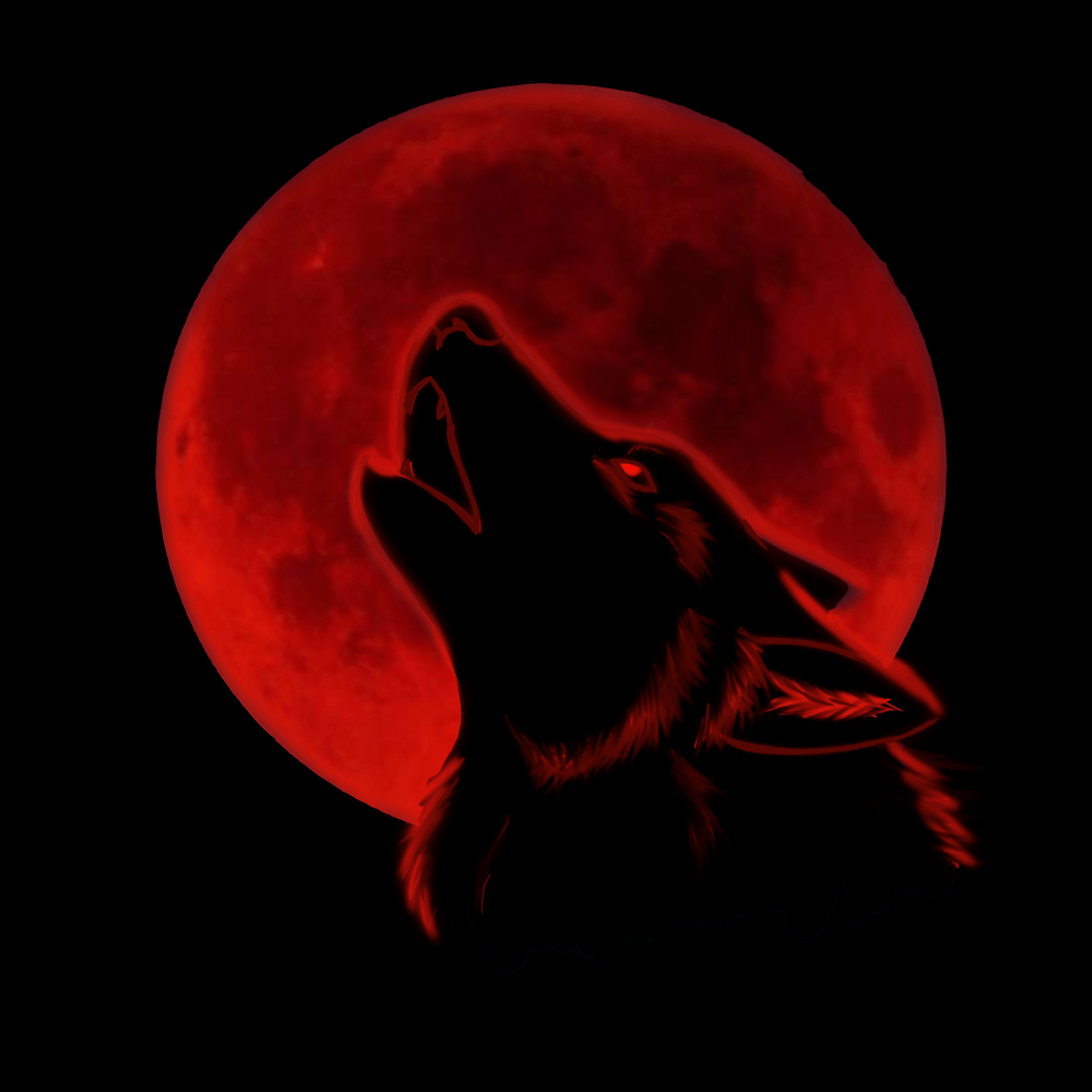 Lupo che ulula, luna rossa, 1000x1000 HD, Desktop