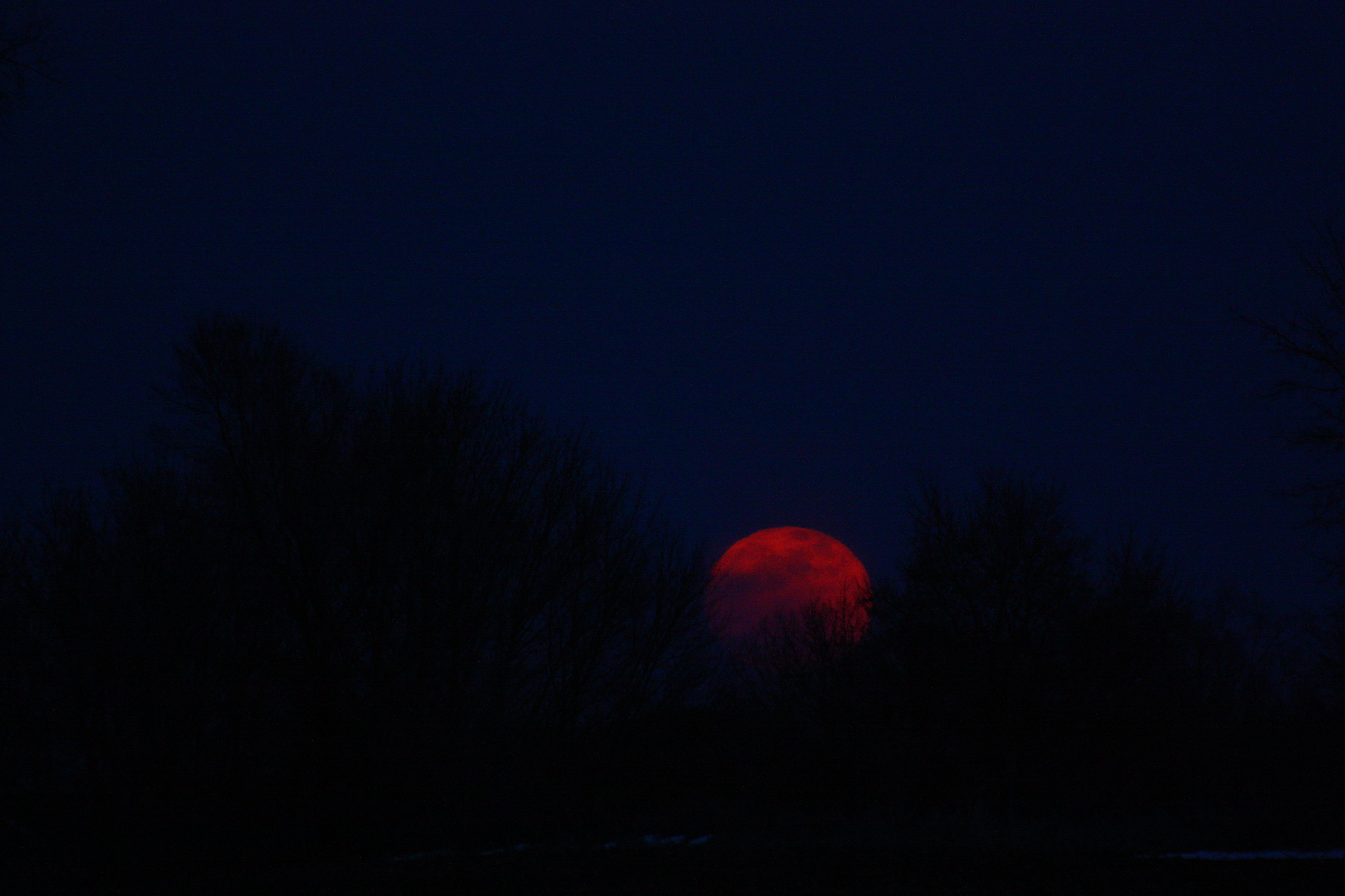 Luna rossa sangue tra alberi, 4272x2848 Ultra HD, 4K TV