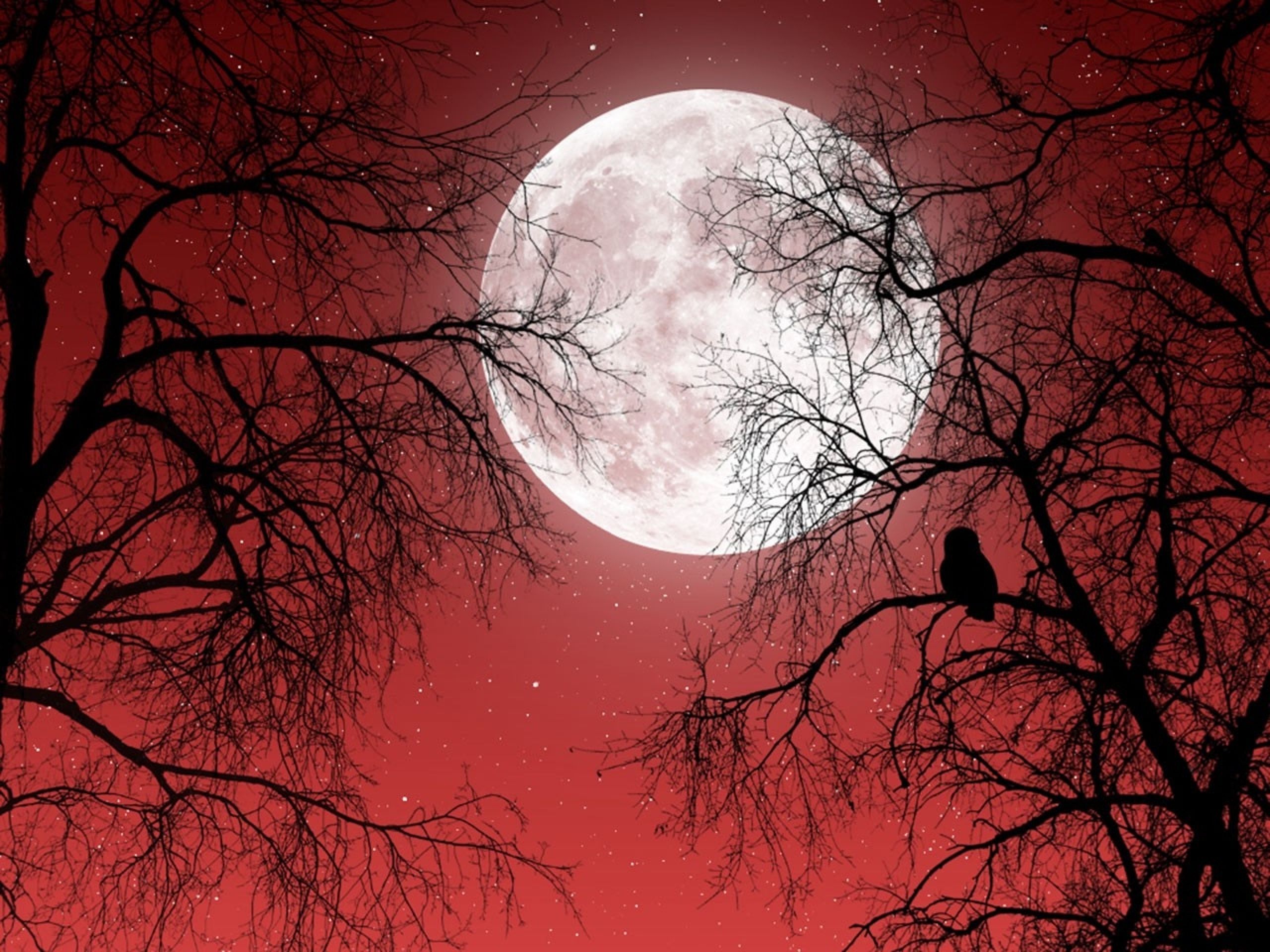 Luna piena cielo rosso alberi, 2560x1920 WQXGA, PC