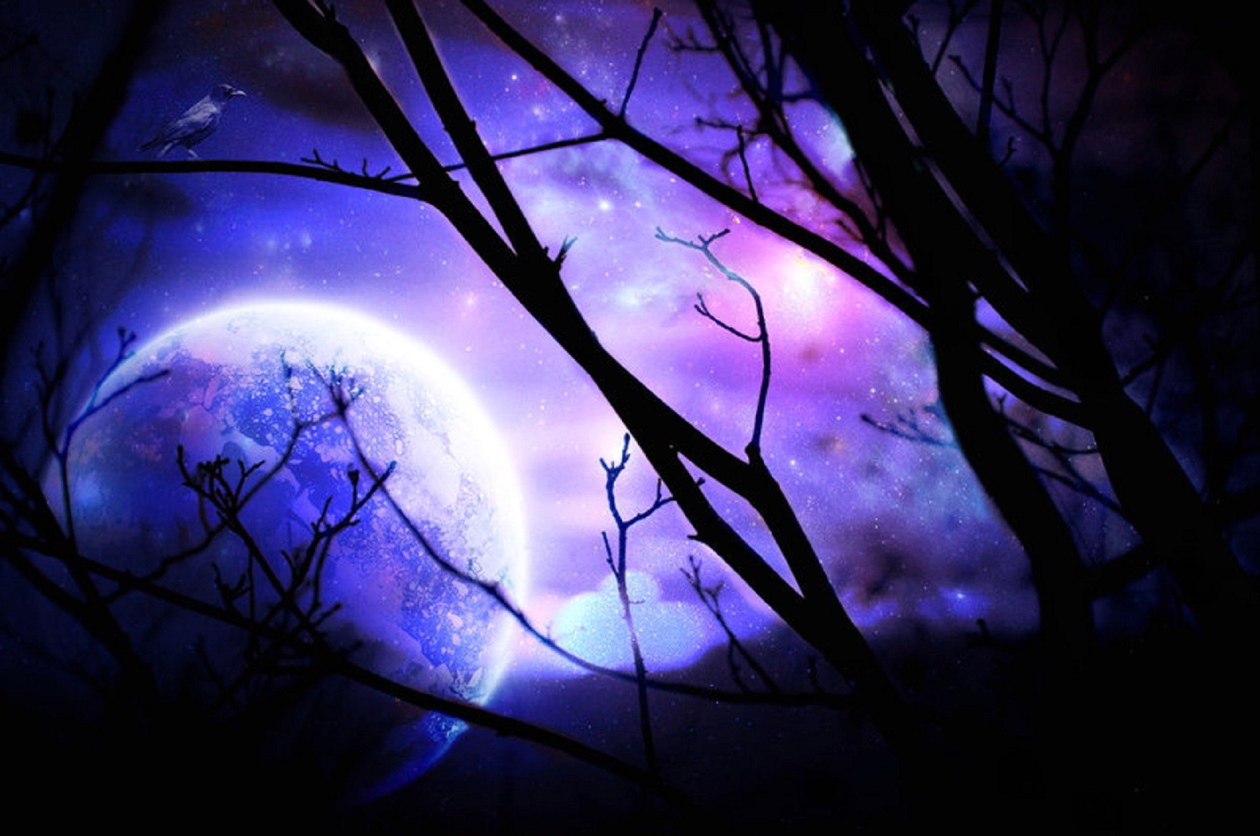 Luna viola tra rami, 2560x1698 2K, PC