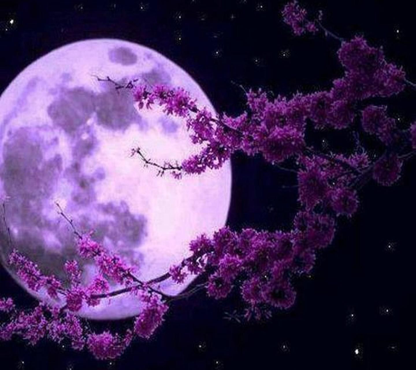 Luna viola con rami fioriti, 1440x1280 HD, Desktop