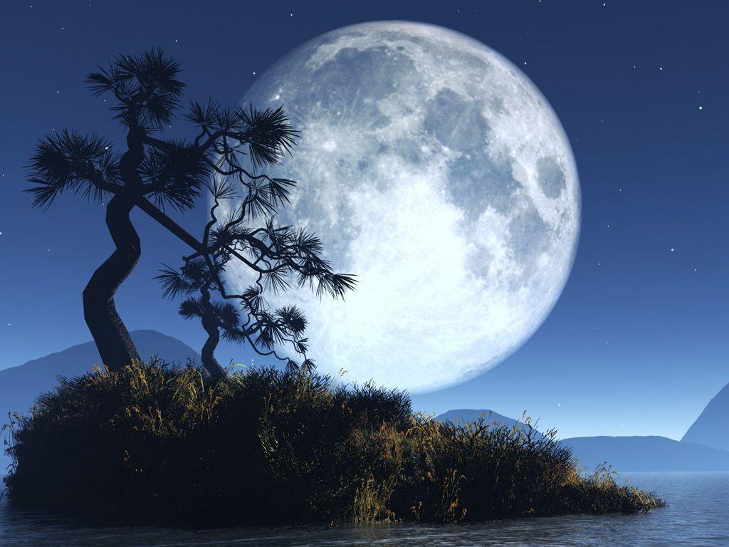 Luna piena con albero bonsai, 1024x768 HD, Desktop