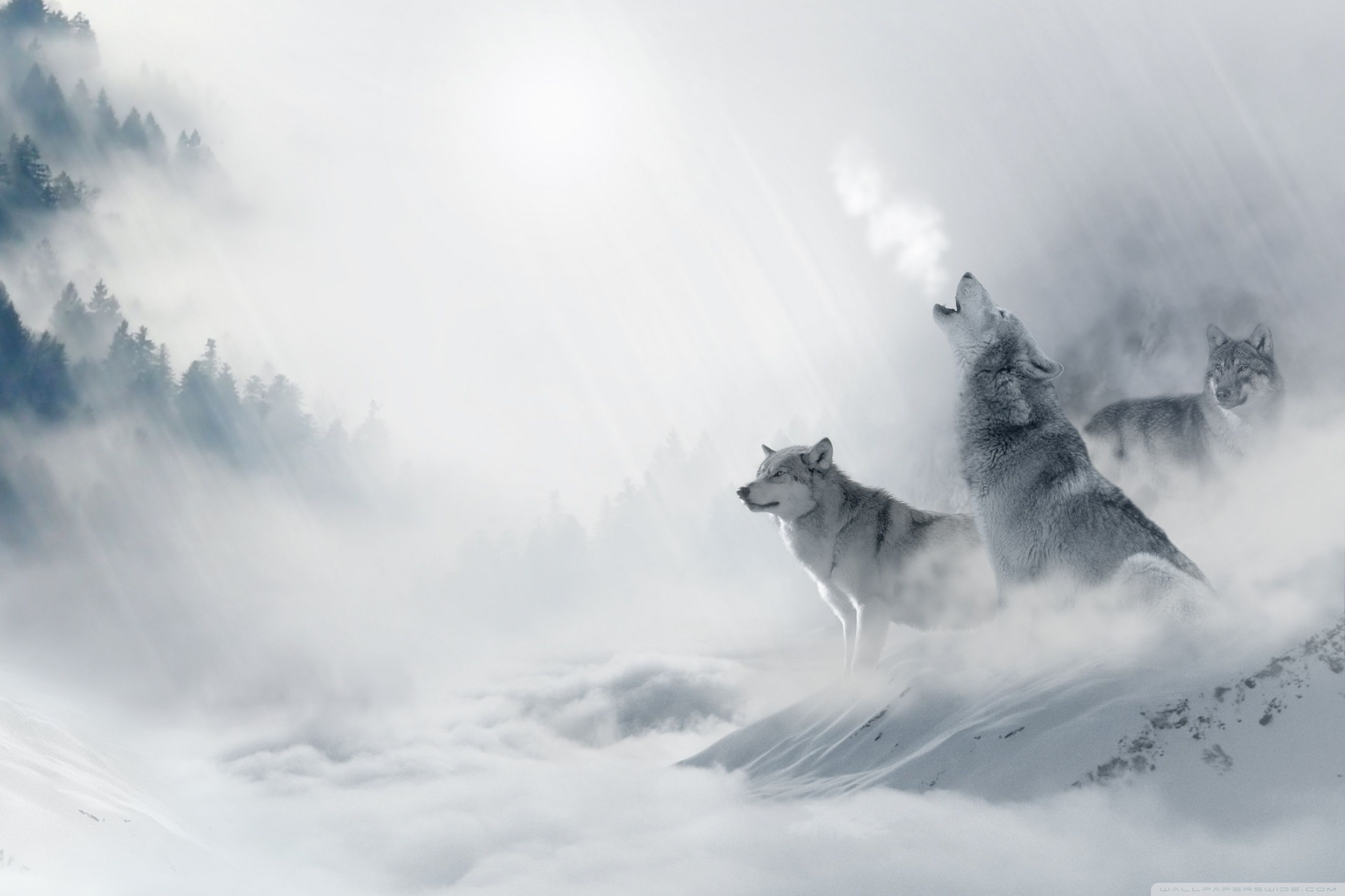 Lupi che ululano nella neve, 2736x1824 2K, Desktop