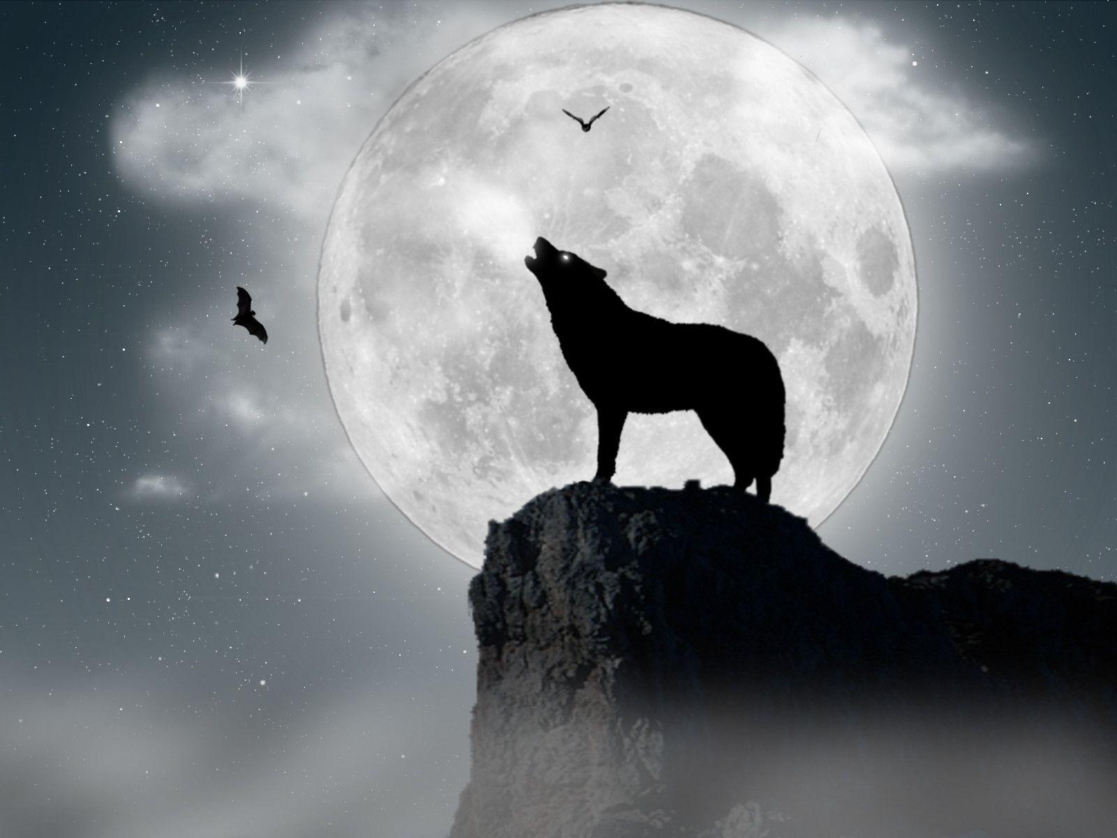 Lupo che ulula alla luna, 1600x1200 HD Ready, Desktop