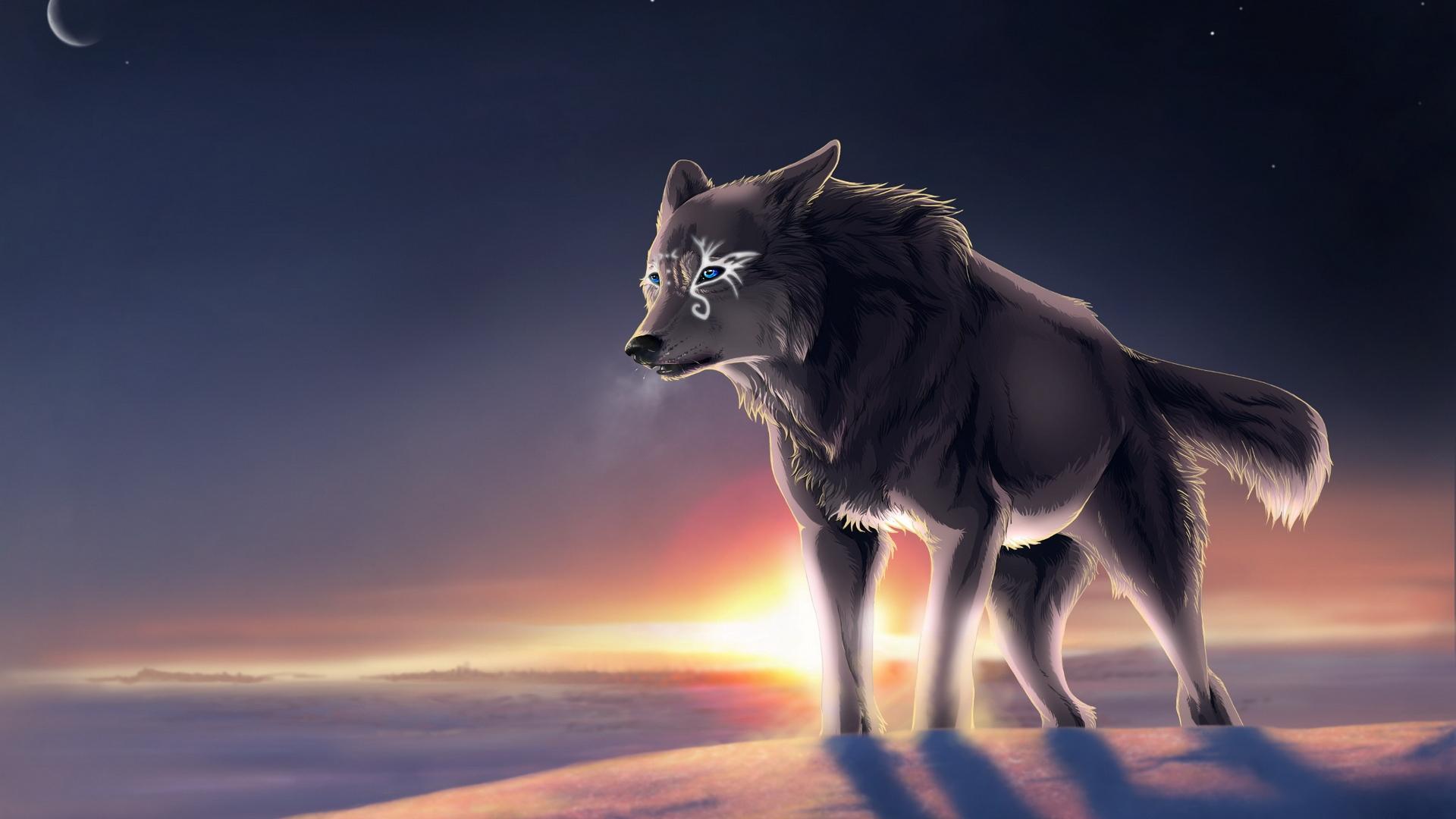 Lupo grigio al tramonto, 1920x1080 Full HD 1080p, Laptop