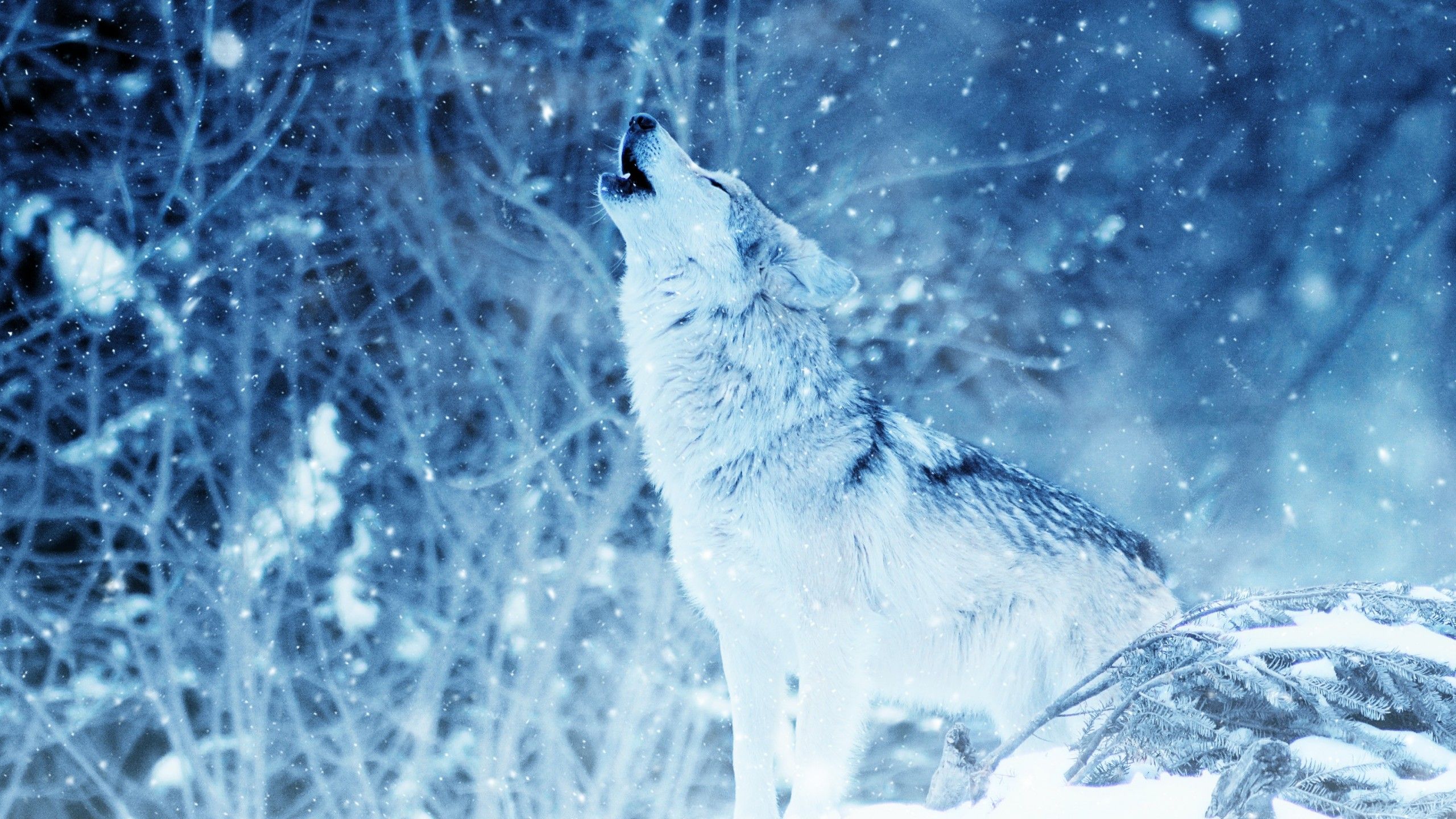 Lupo bianco che ulula neve, 2560x1440 2K QHD, PC