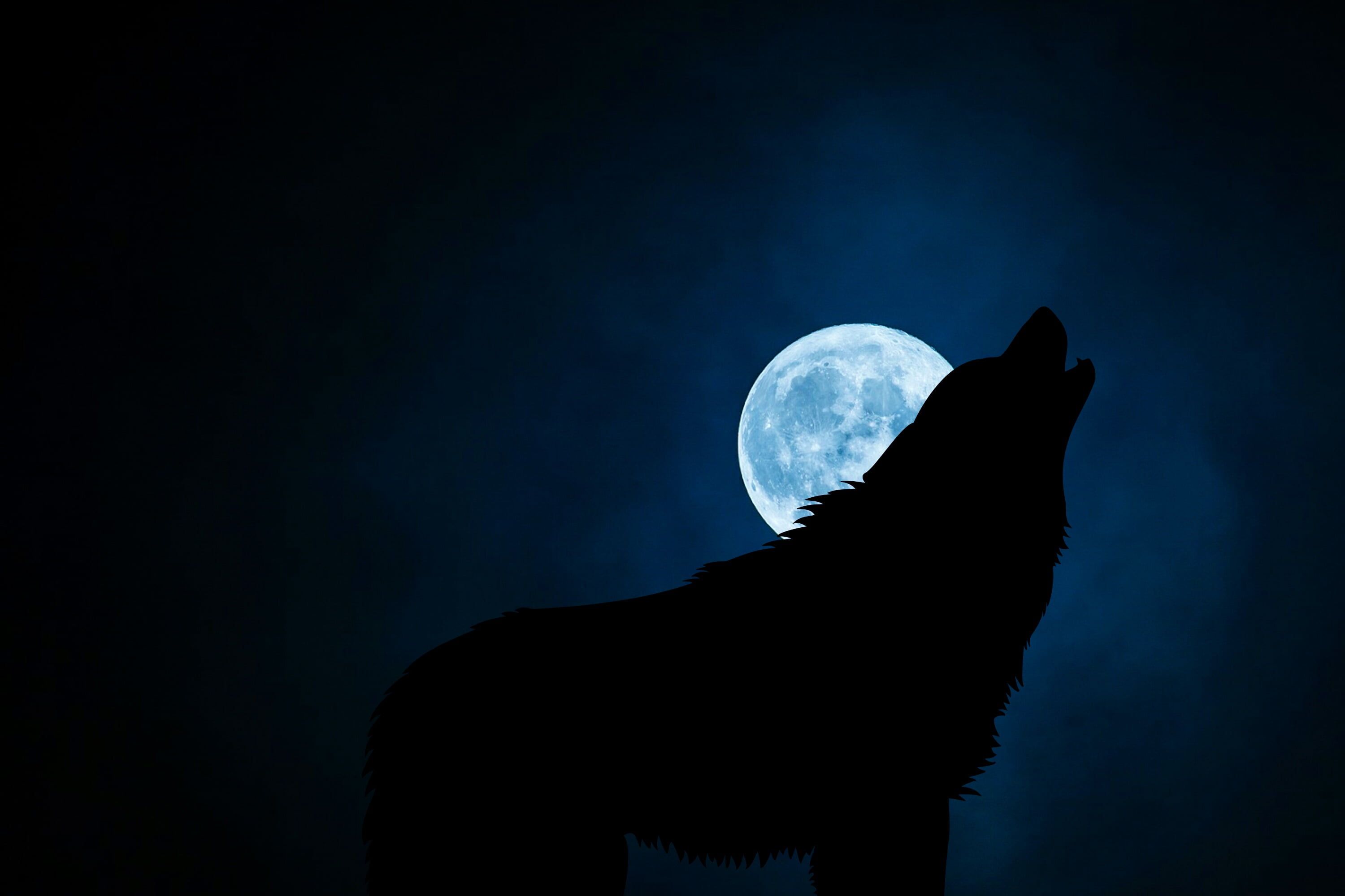 Lupo che ulula luna piena, 3000x2000 WQXGA, Laptop