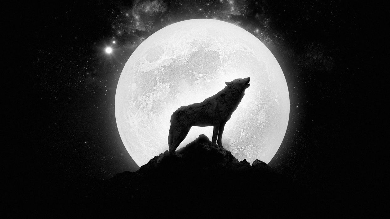 Lupo che ulula luna piena, 1244x700 HD, PC Desktop