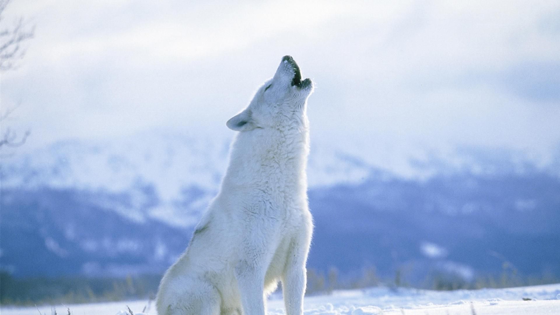 Lupo bianco che ulula, neve, 1920x1080 Full HD 1080p, Desktop
