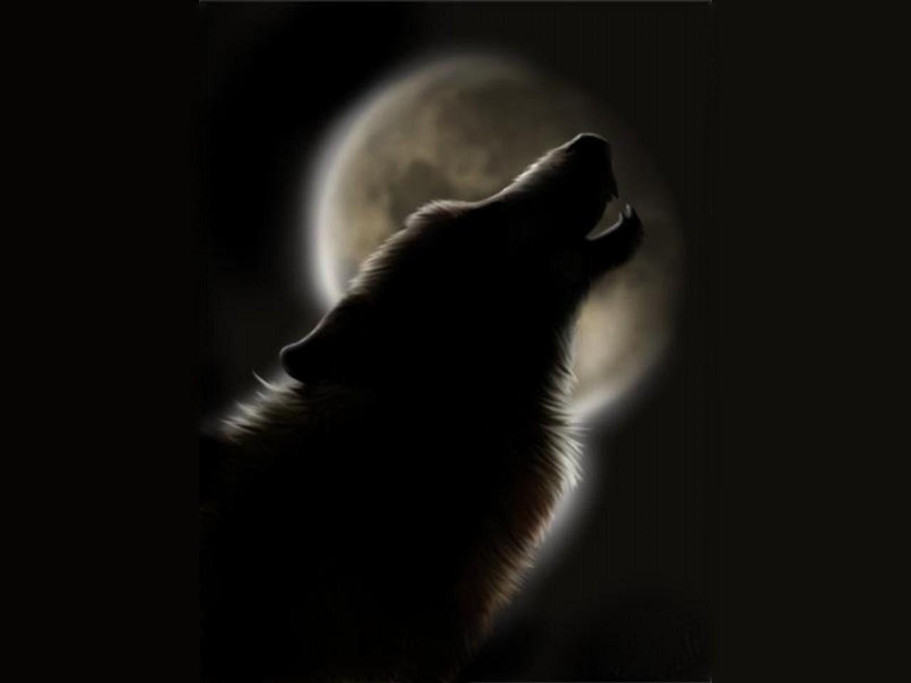 Lupo che ulula silhouette luna, 1280x960 HD, ROG Asus Laptop