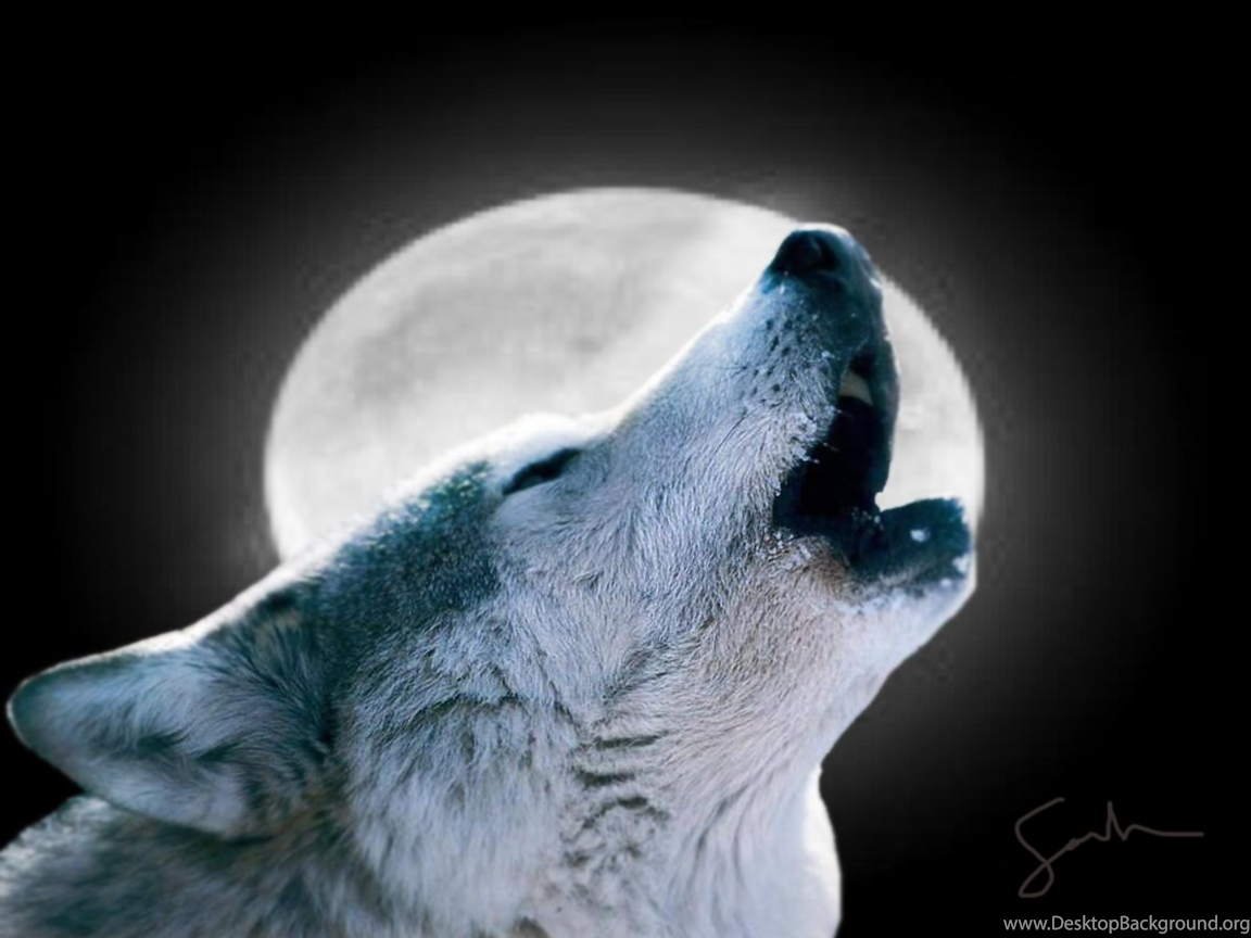 Lupo che ulula alla luna, 1152x864 HD, Desktop