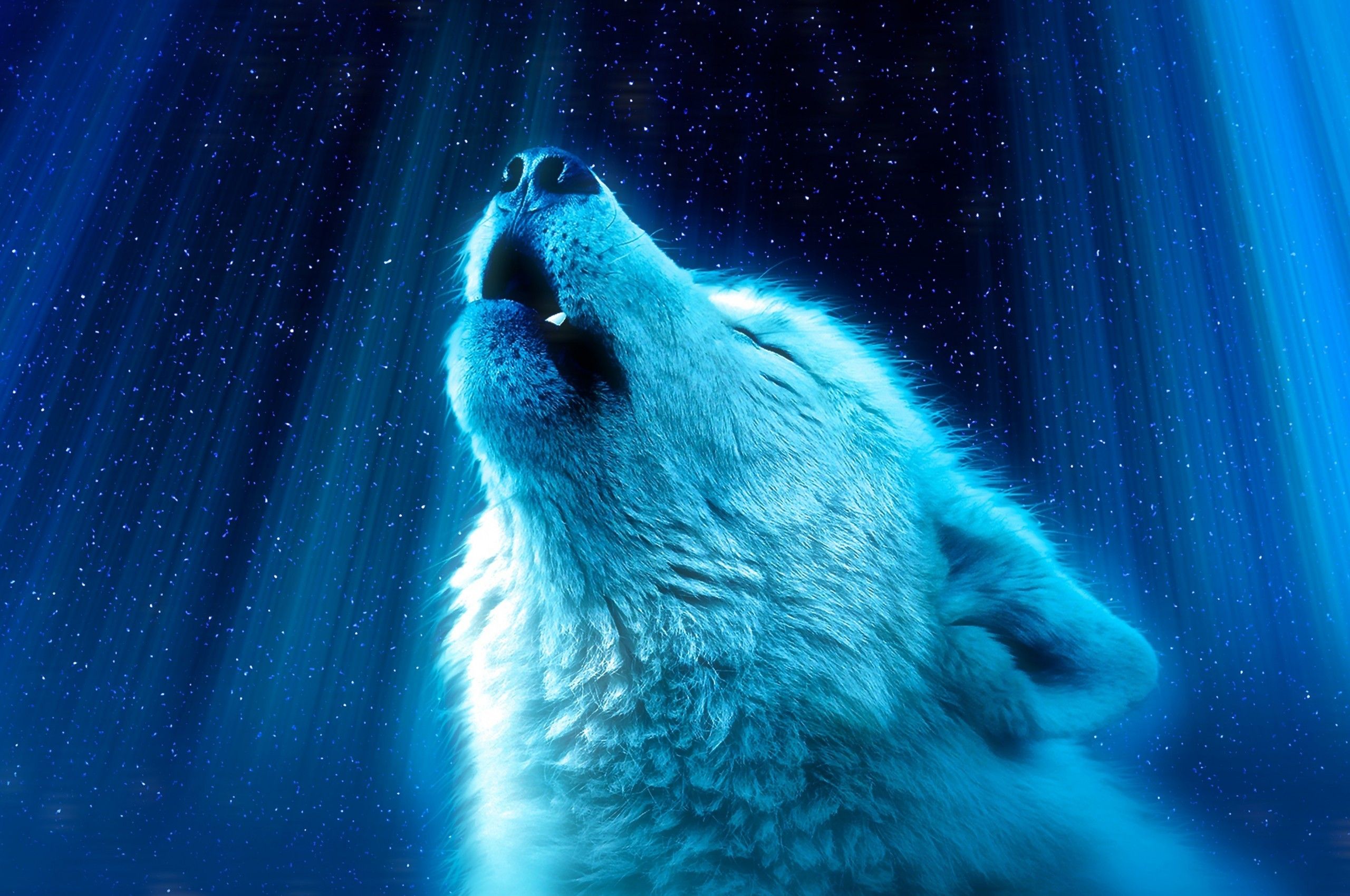 Lupo bianco che ulula, blu, 2560x1700 WQXGA, Desktop