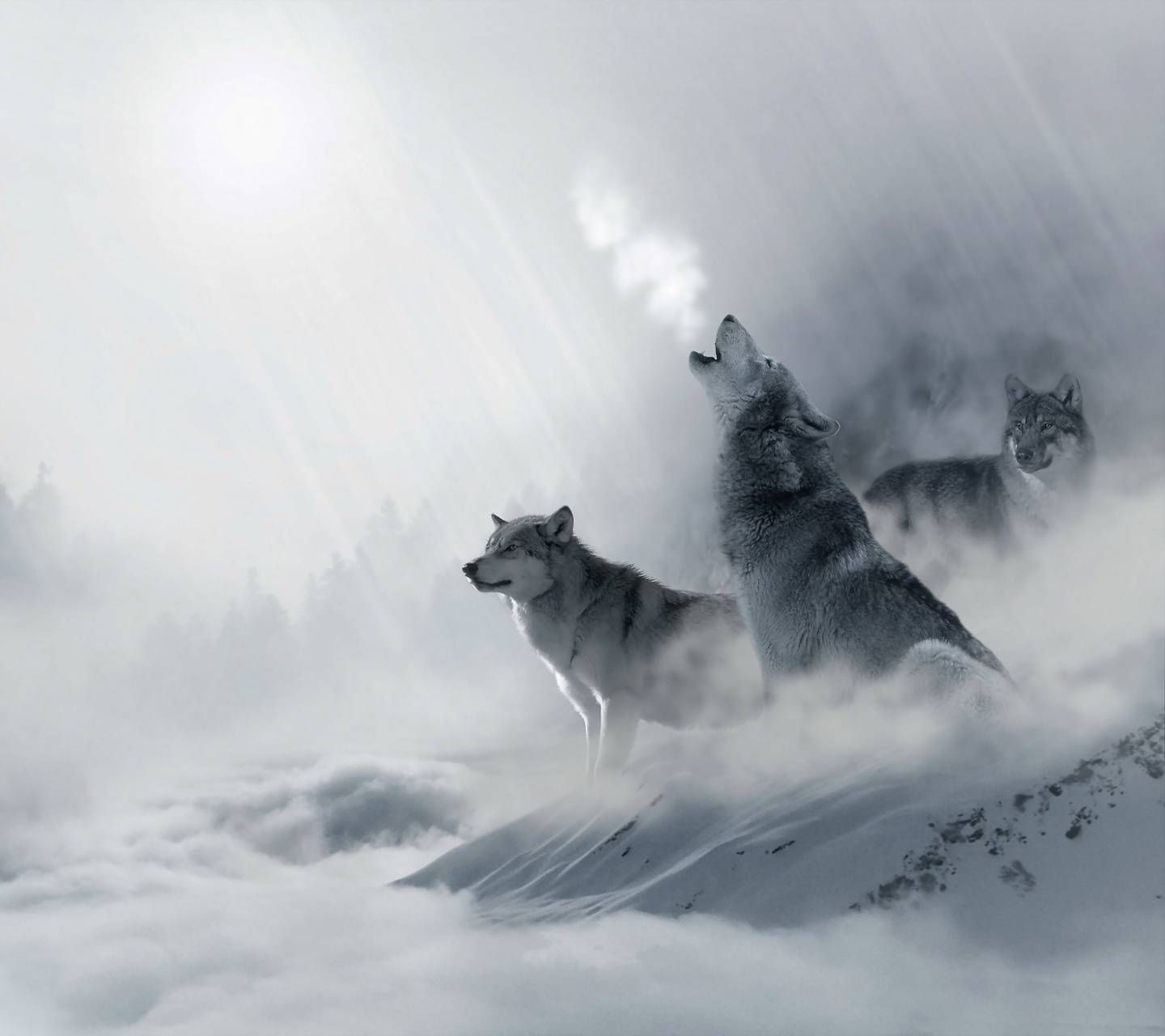 Lupi che ululano nella neve, 1440x1280 720p, Laptop