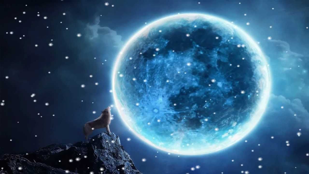Lupo che ulula sotto luna piena, 1280x720 HD, Desktop