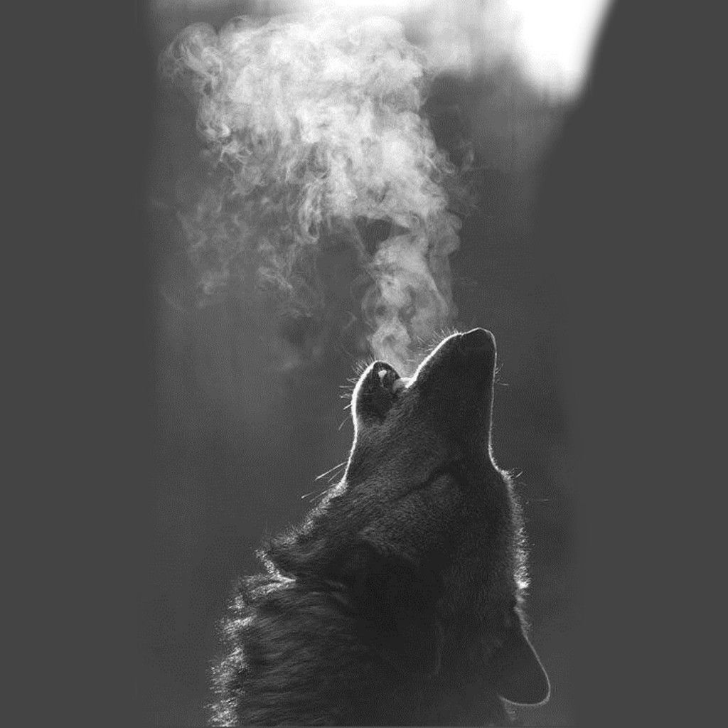 Lupo che ulula, bianco e nero, 1024x1024 HD, PC