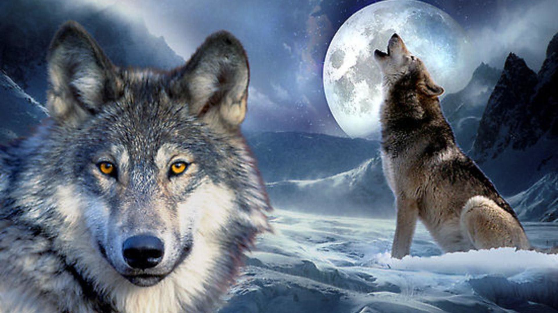 Lupi che ululano alla luna, 1920x1080 1080p, PC