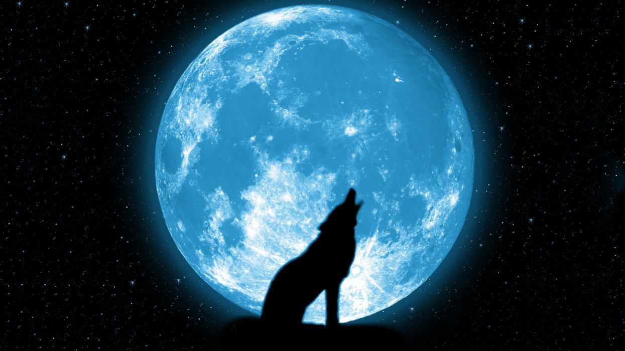 Lupo che ulula luna piena, 1245x700 HD, Desktop
