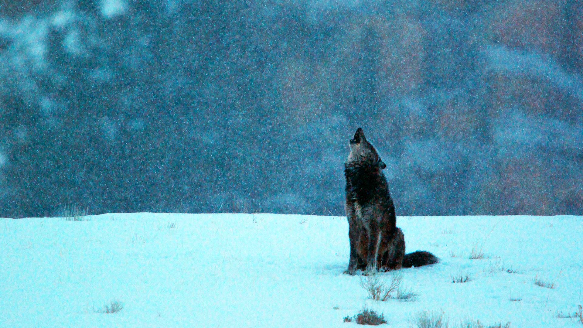 Lupo nero che ulula neve, 1920x1080 1080p, Desktop