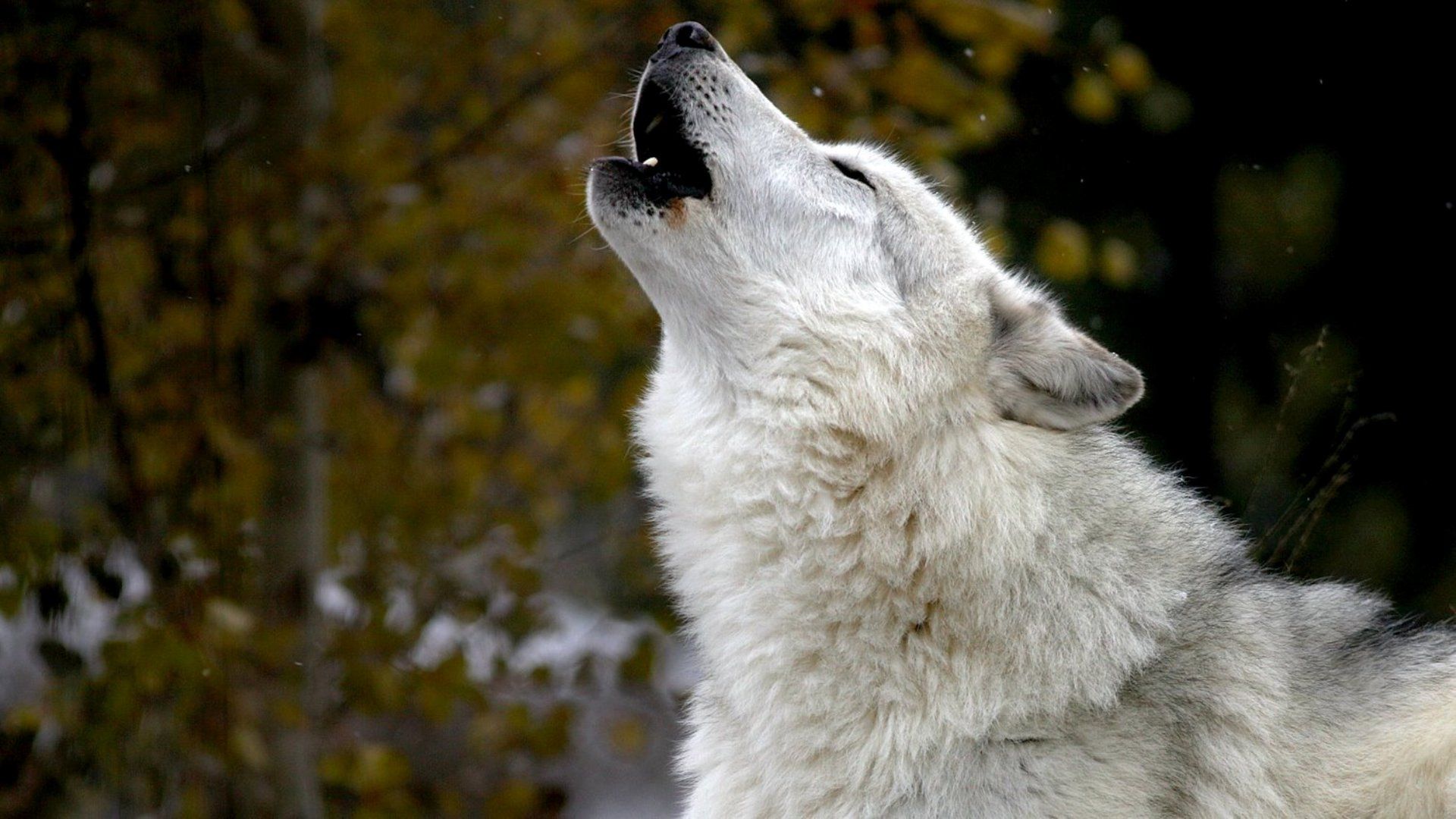 Lupo bianco che ulula, 1920x1080 Full HD 1080p, Laptop