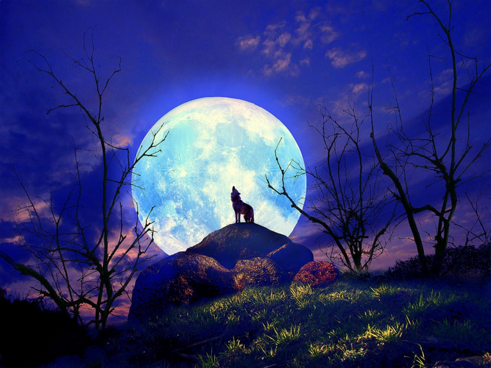 Lupo che ulula sotto la luna, 1600x1200 HD Ready, PC