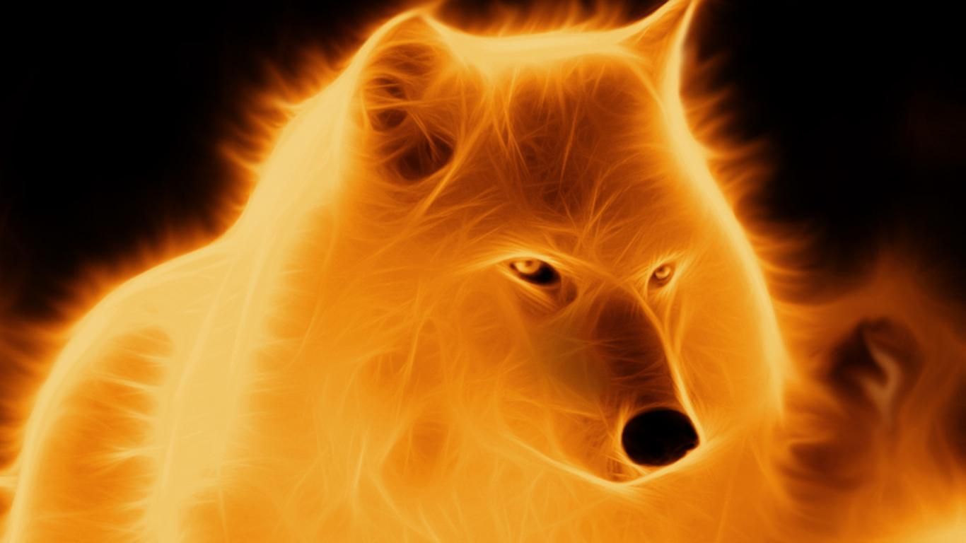 Lupo di fuoco fiammeggiante, 1366x768 720p, PC
