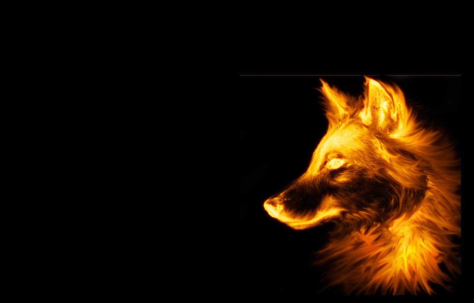 Lupo di fuoco sfondo nero, 1600x1024 900p, Desktop