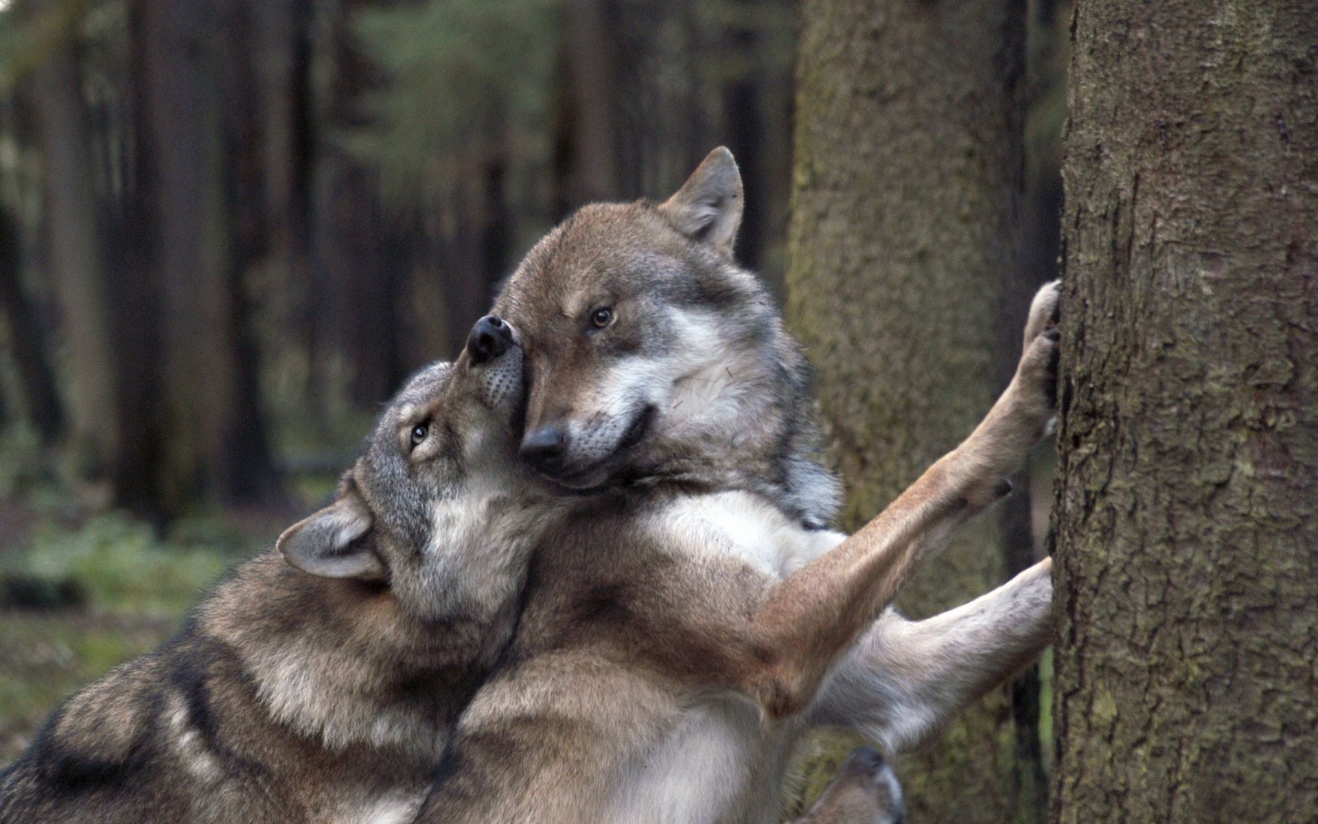 Due lupi affettuosi nel bosco, 1920x1200 Full HD+ WUXGA, PC