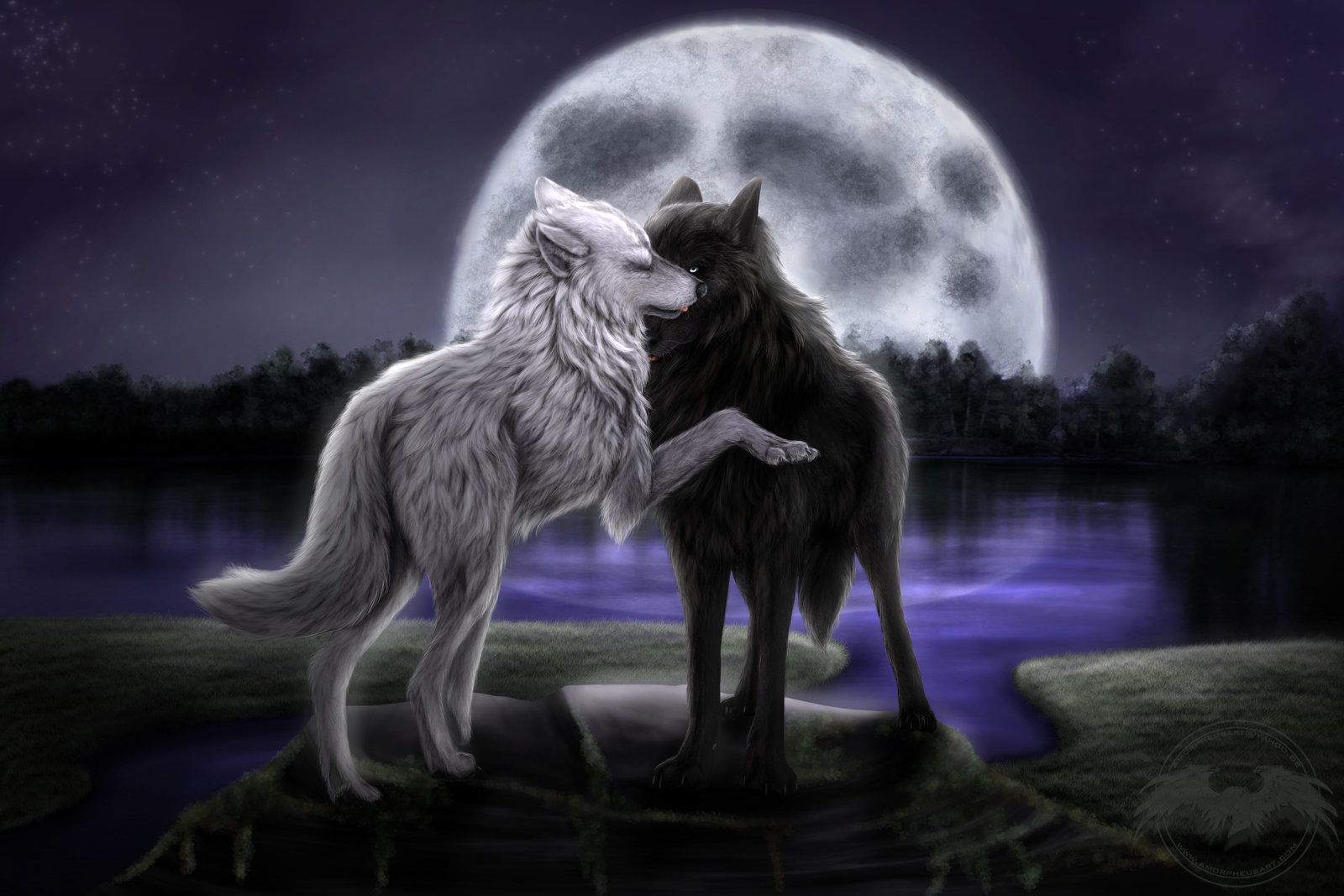 Lupi bianco e nero luna, 1600x1067 HD, PC