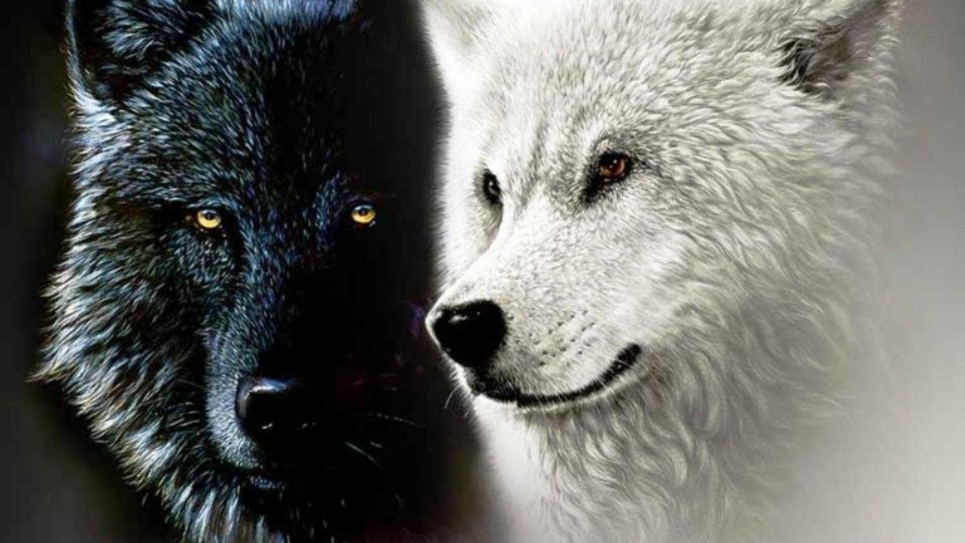Lupo nero e lupo bianco, 1920x1080 Full HD, PC