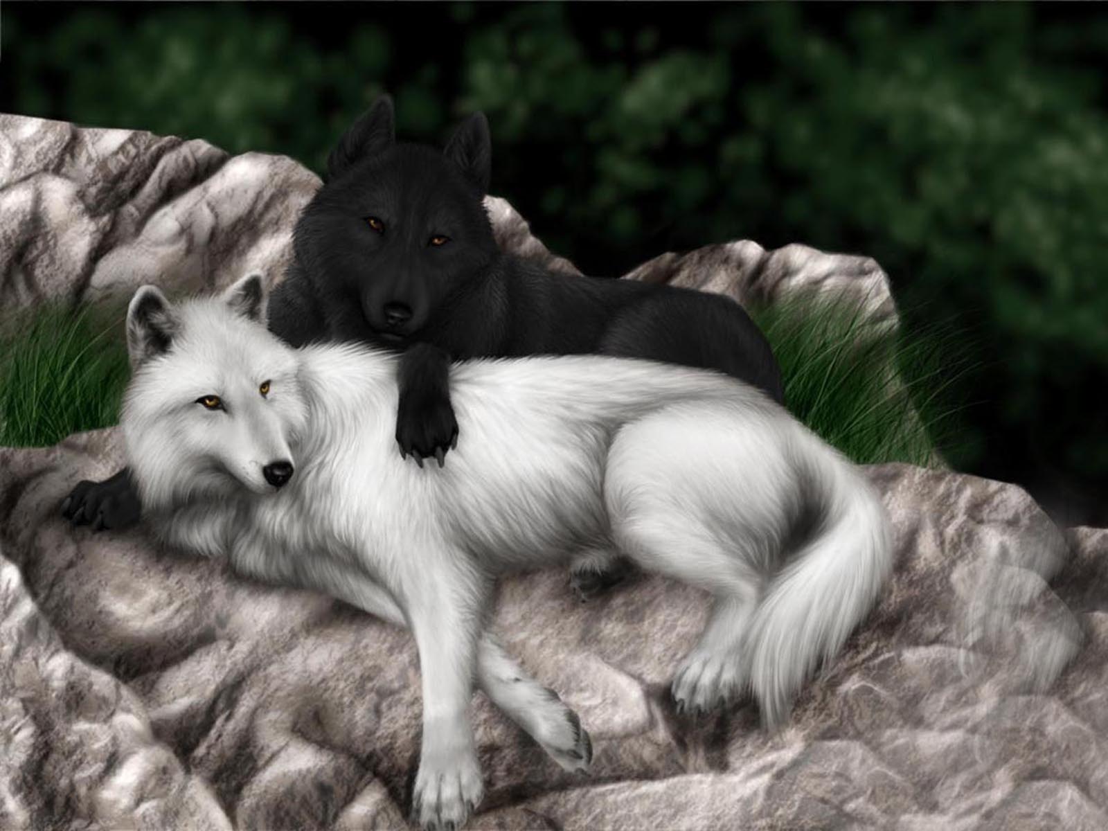 Lupo nero e lupo bianco, 1600x1200 900p, Desktop