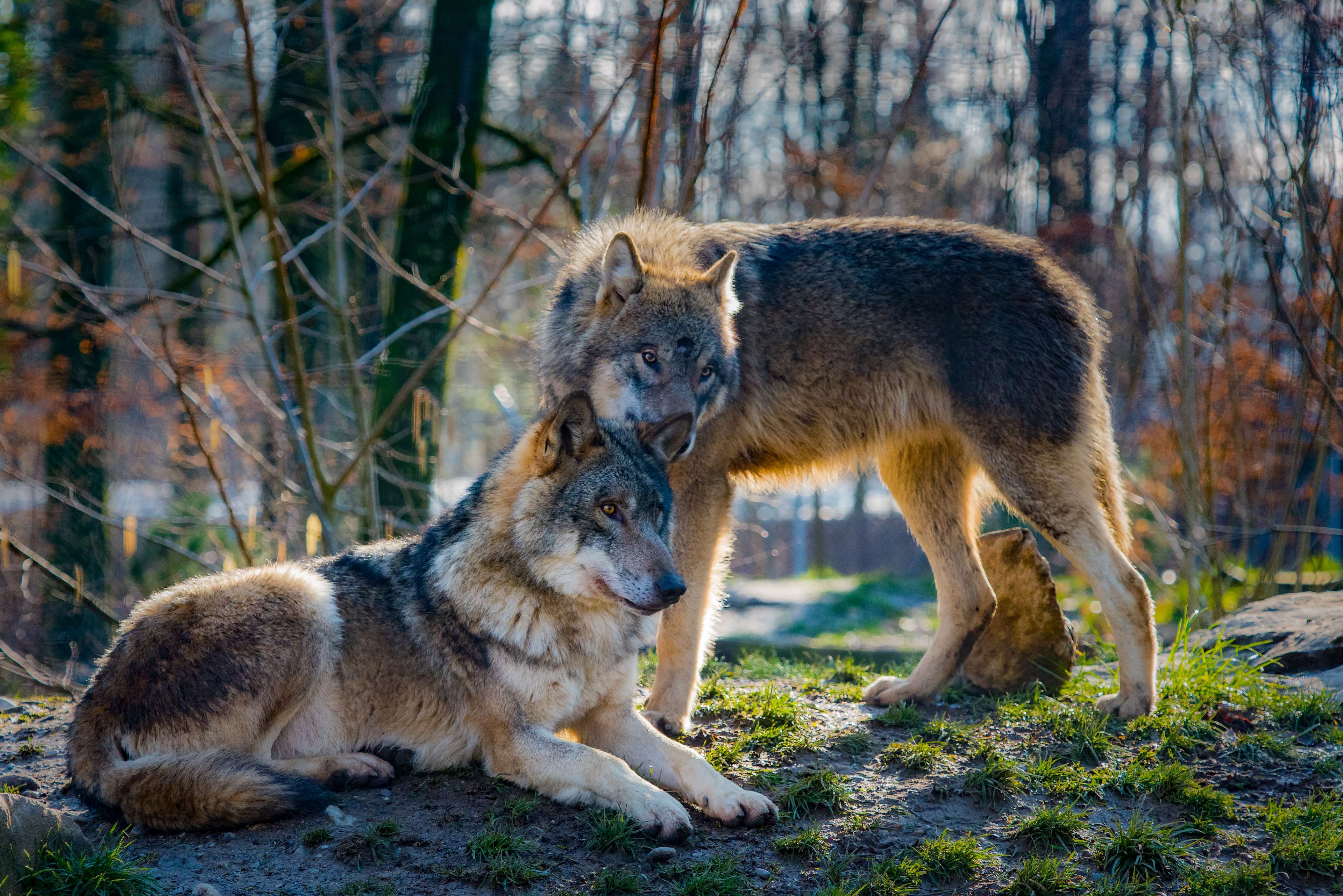 Due lupi affettuosi nel bosco, 3840x2563 4K Ultra HD, Monitor 4K