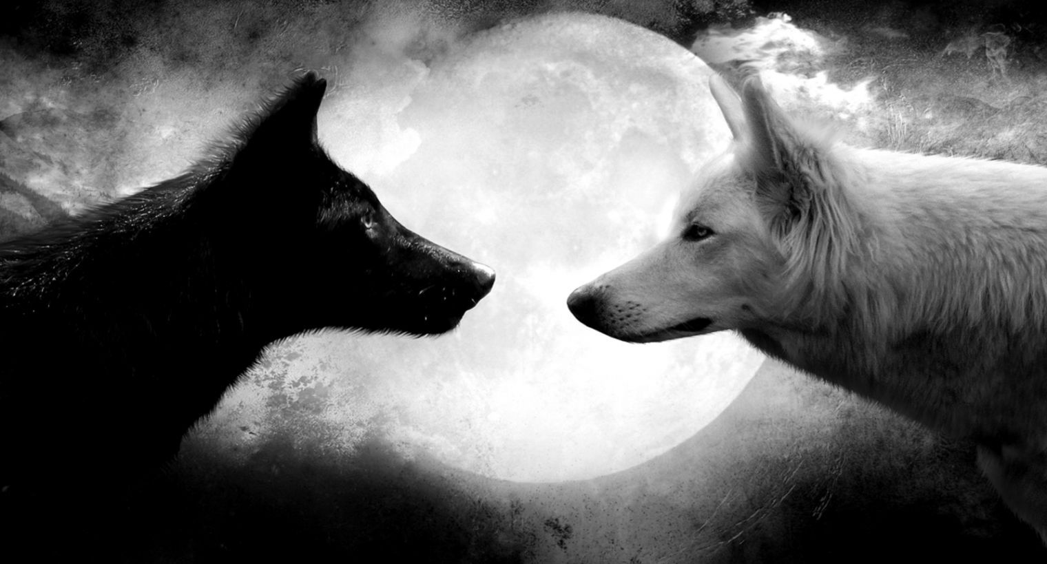 Lupo nero e bianco luna, 1520x819 720p, Laptop